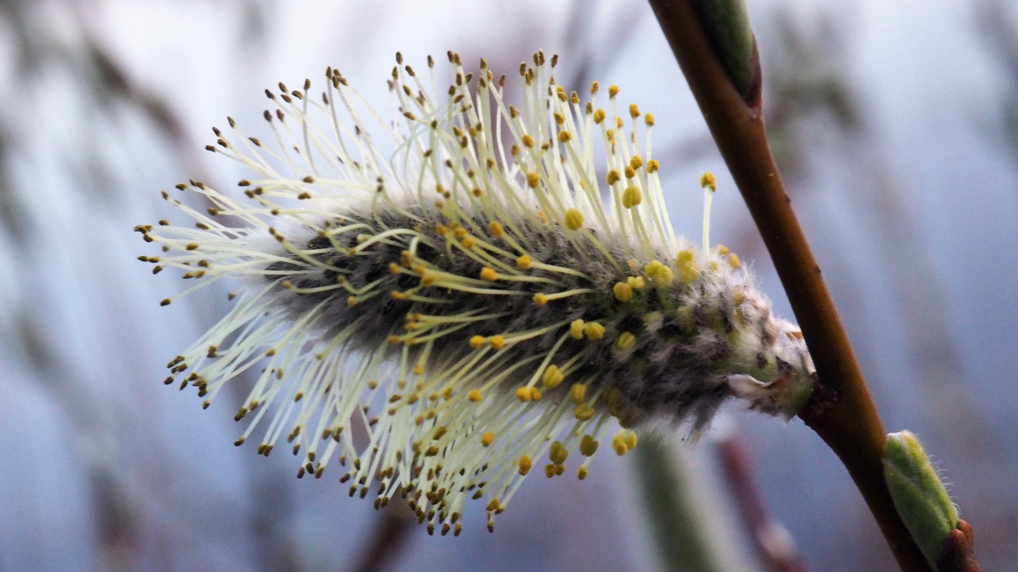 Valokuvaaja: Arja Valtonen