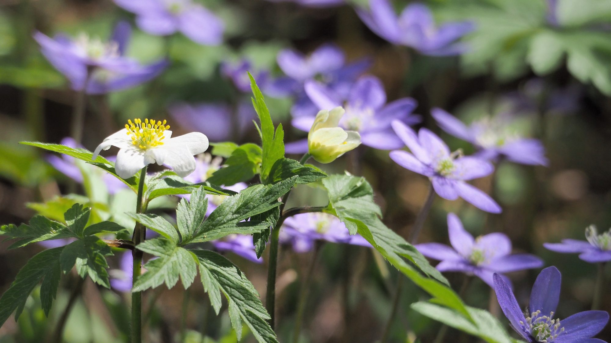 Valokuvaaja: Arja Valtonen