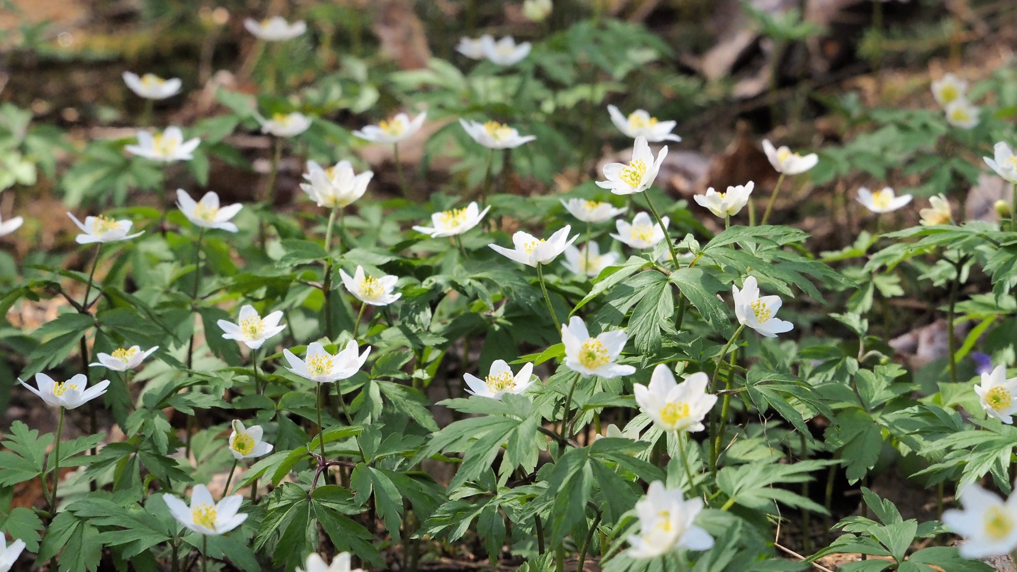 Valokuvaaja: Arja Valtonen