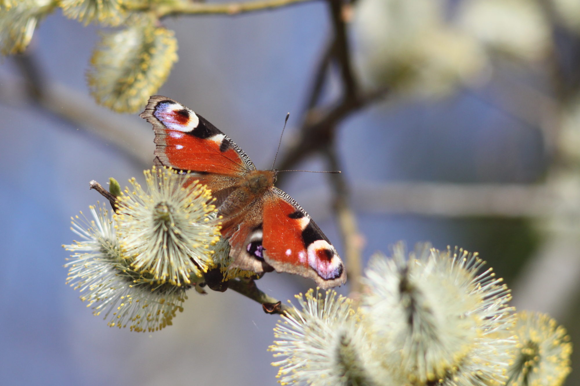 Valokuvaaja: Kaarlo Asikainen