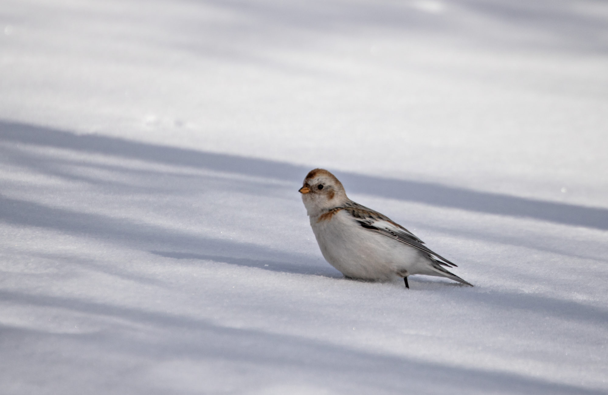 Valokuvaaja: Katri Niskanen
