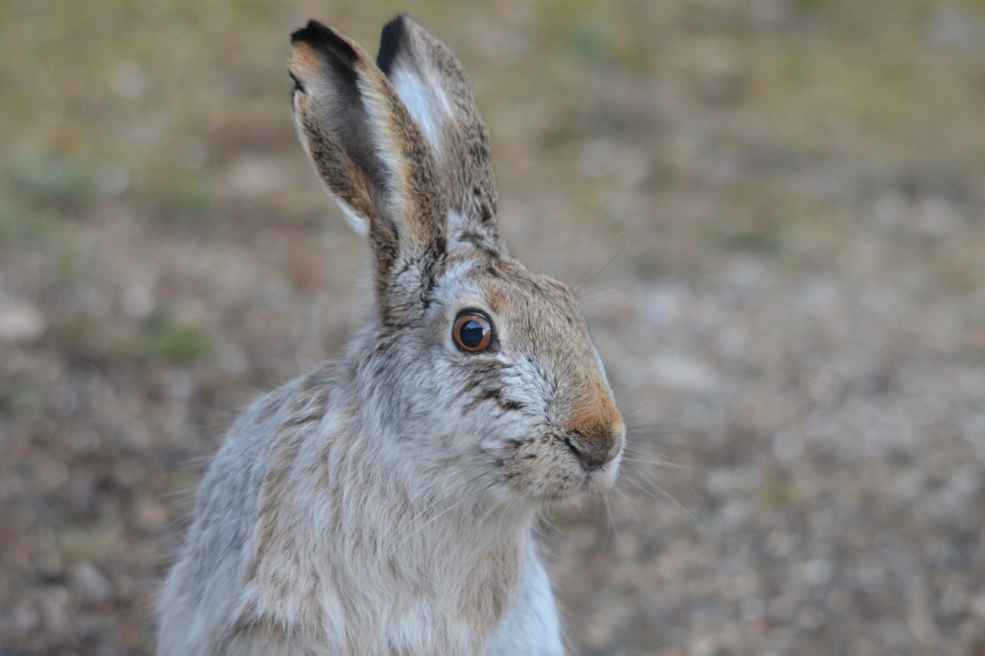 Valokuvaaja: Kaarlo Asikainen