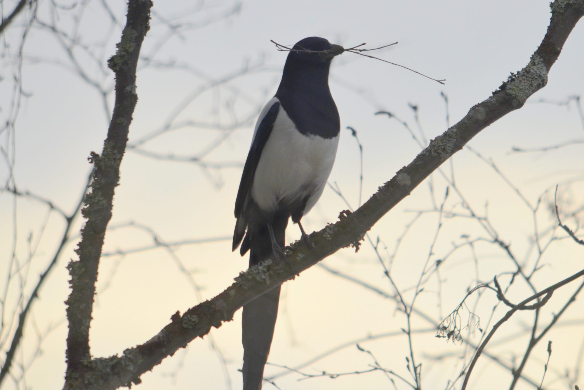 Valokuvaaja: Kaarlo Asikainen