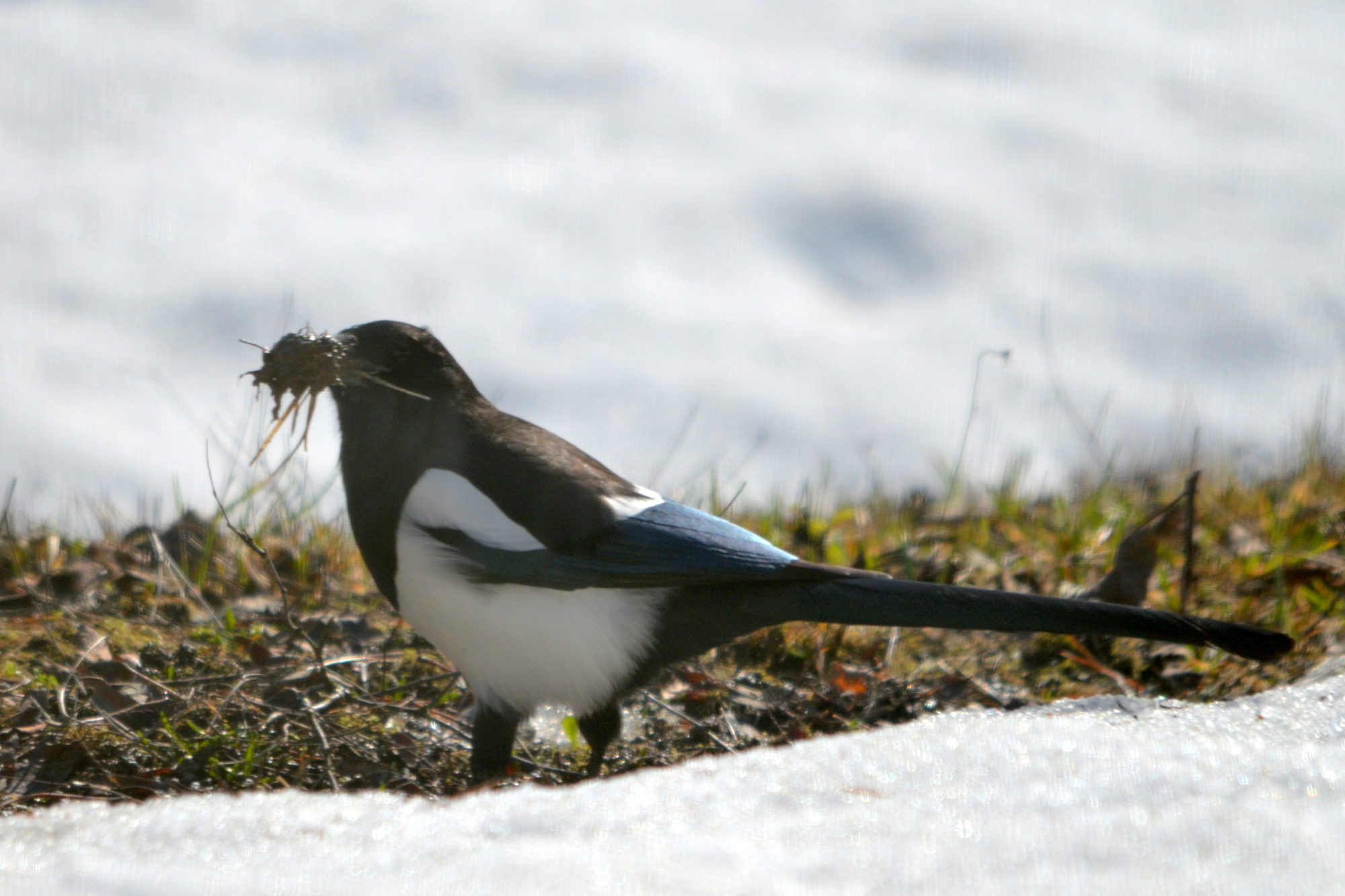 Valokuvaaja: Kaarlo Asikainen