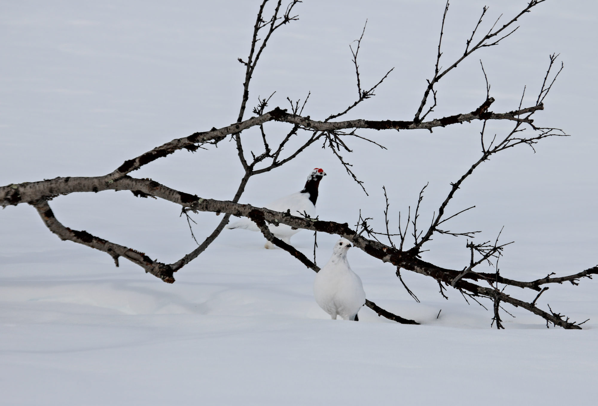 Valokuvaaja: Katri Niskanen