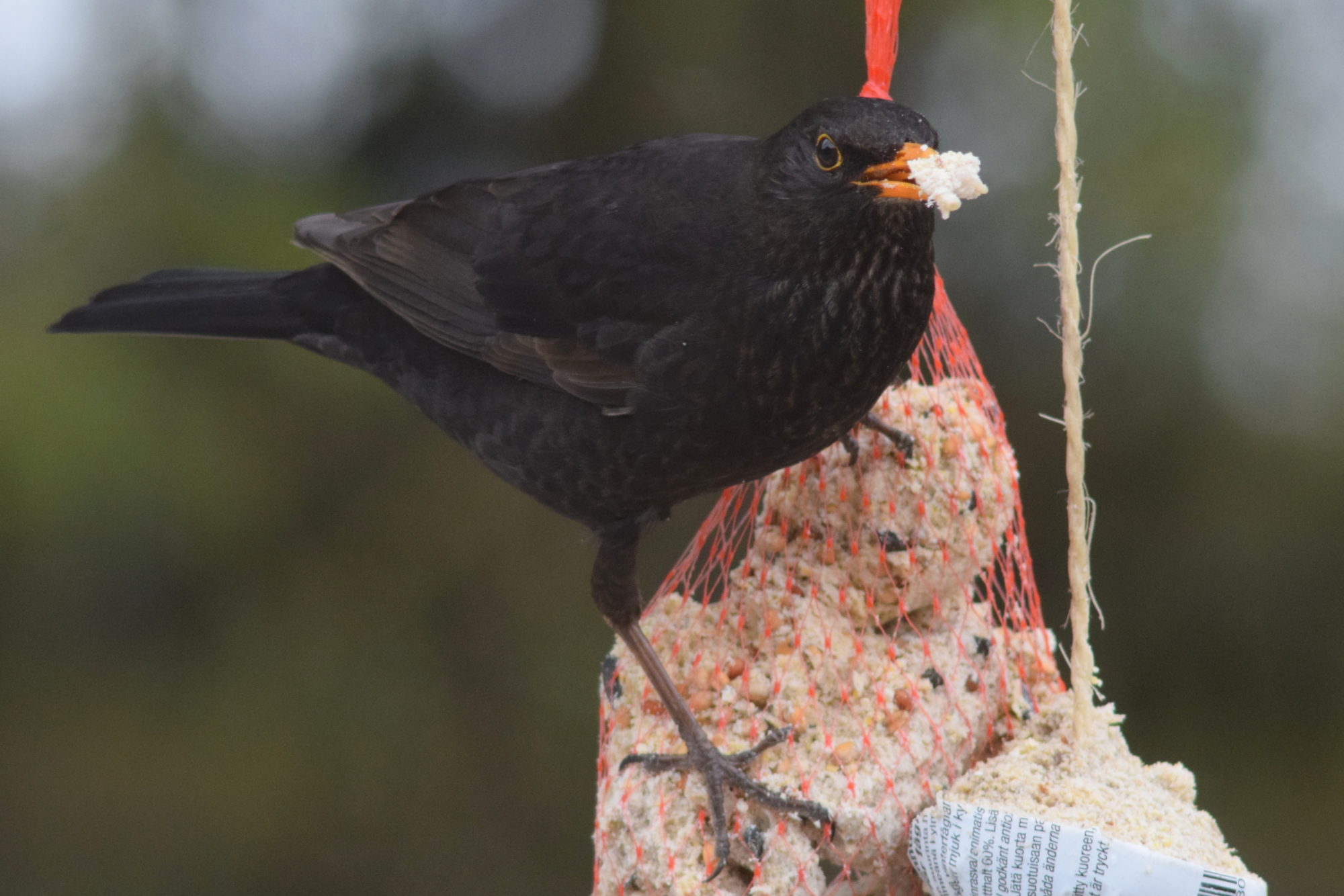 Valokuvaaja: Kaarlo Asikainen