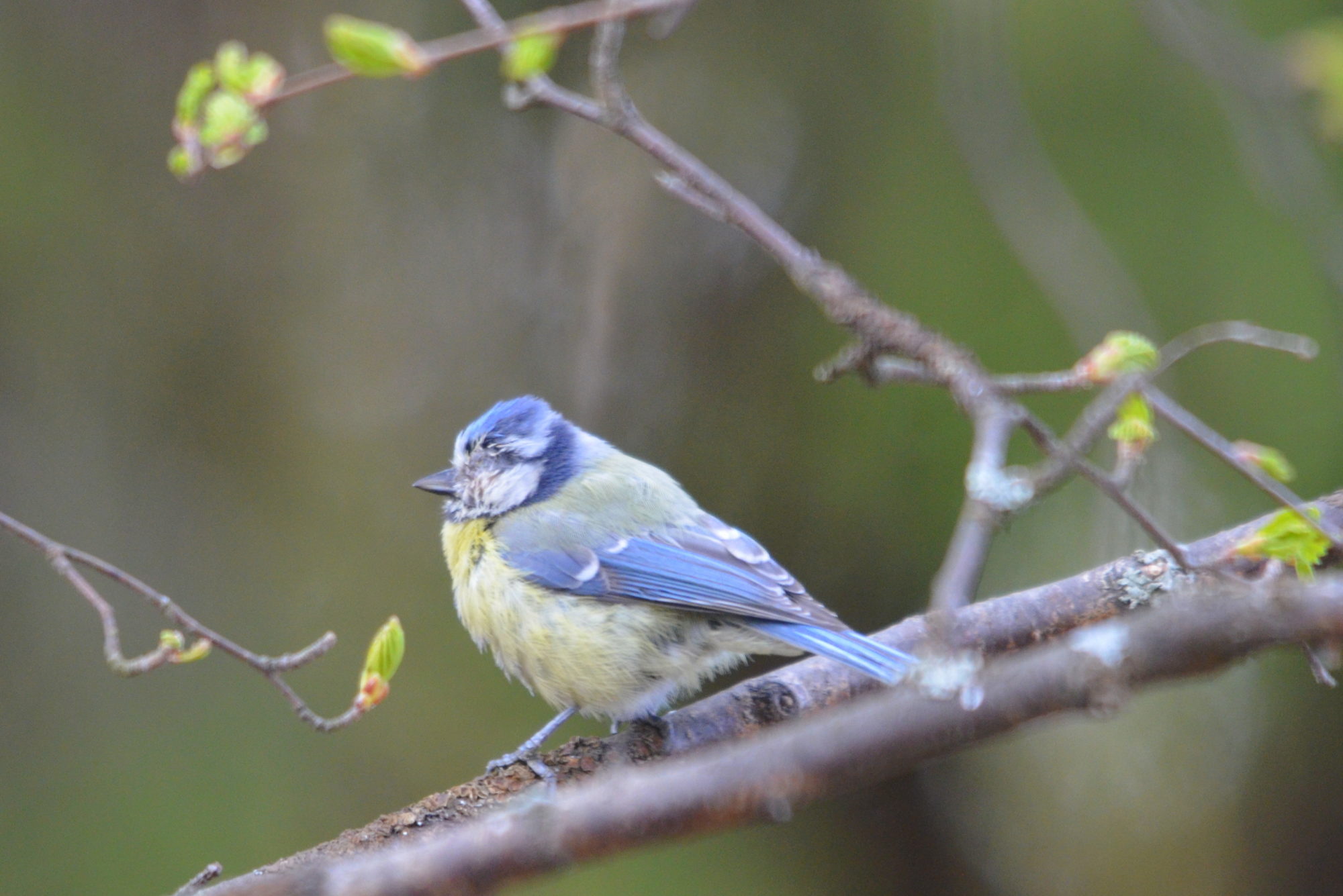 Valokuvaaja: Kaarlo Asikainen
