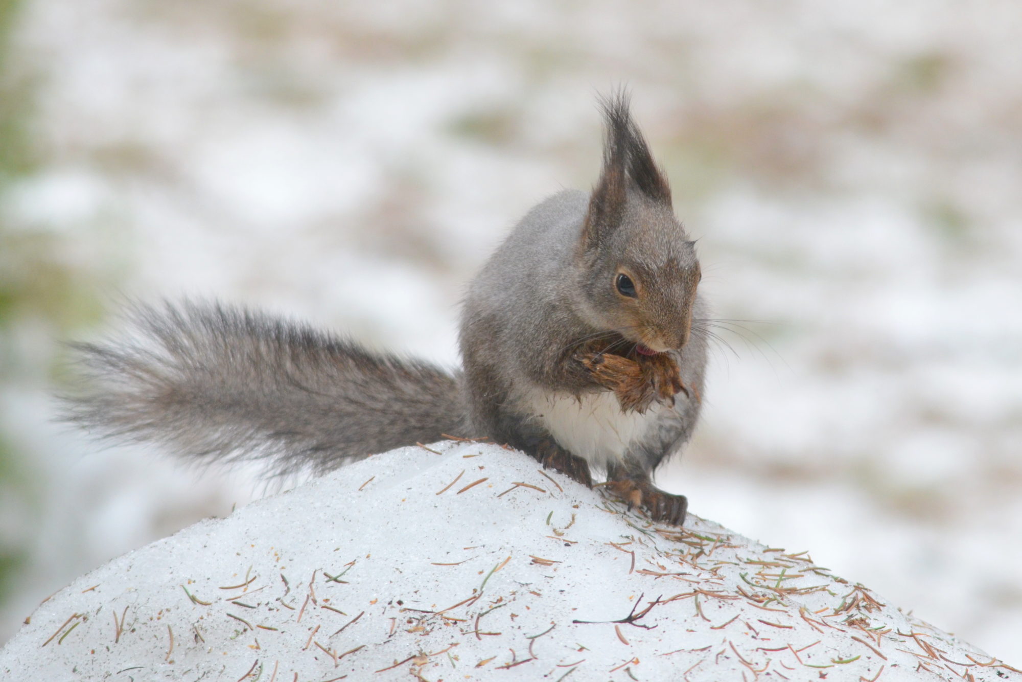Valokuvaaja: Kaarlo Asikainen