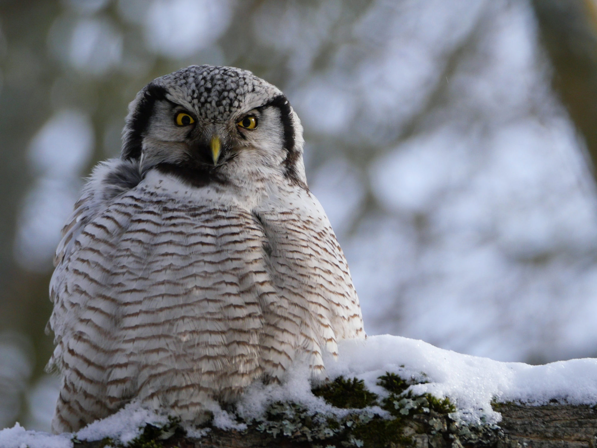 Valokuvaaja: Ville Mantere Valokuvaaja: Ville Mantere