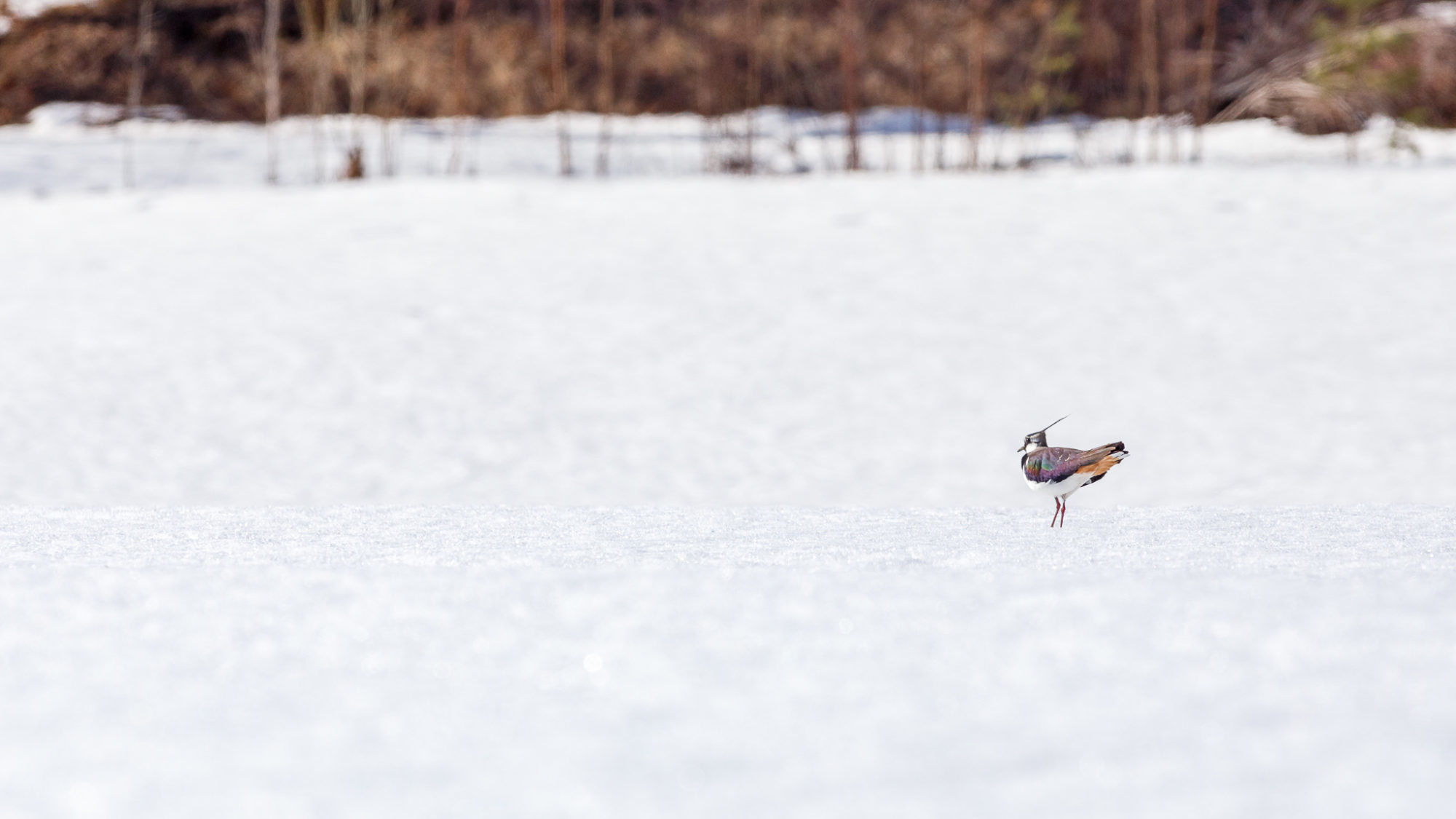 Valokuvaaja: Antti Toivanen