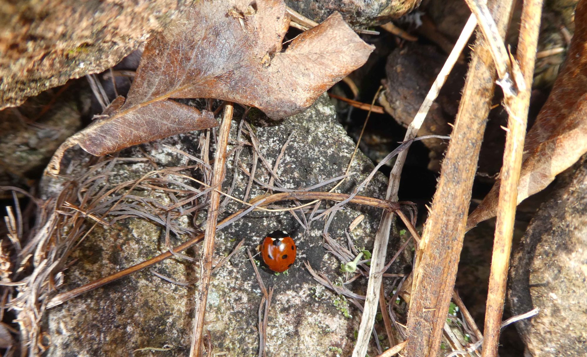Valokuvaaja: Anja Mustamaa