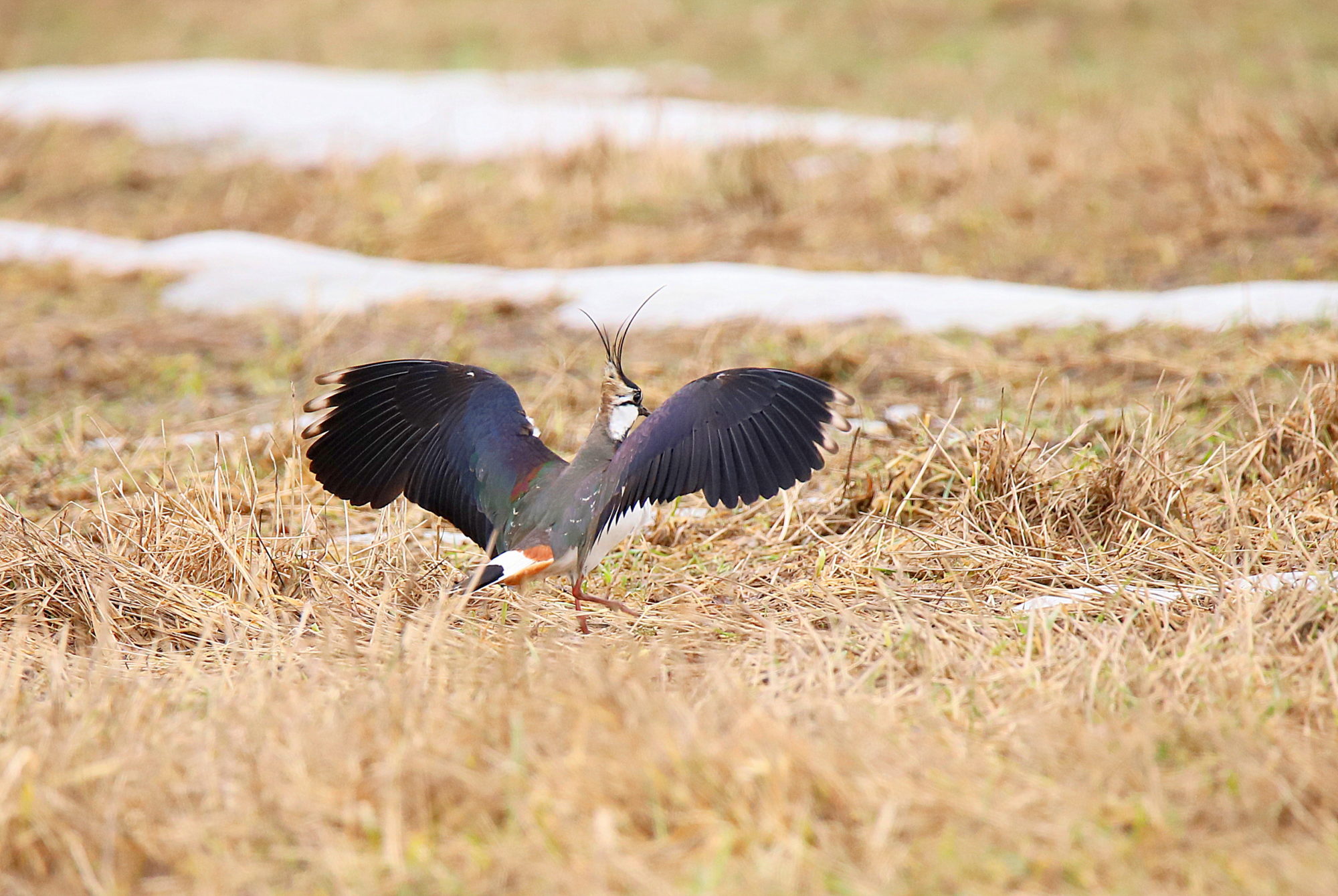 Valokuvaaja: sirpa jyske