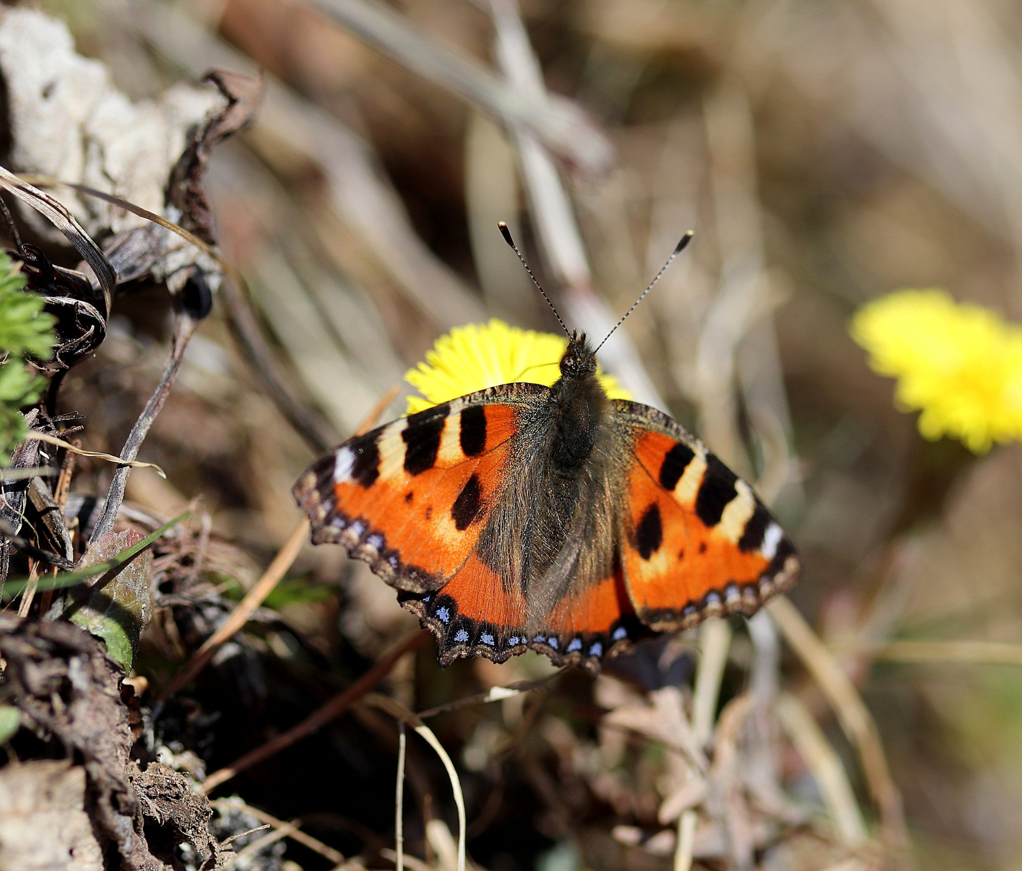 Valokuvaaja: sirpa jyske