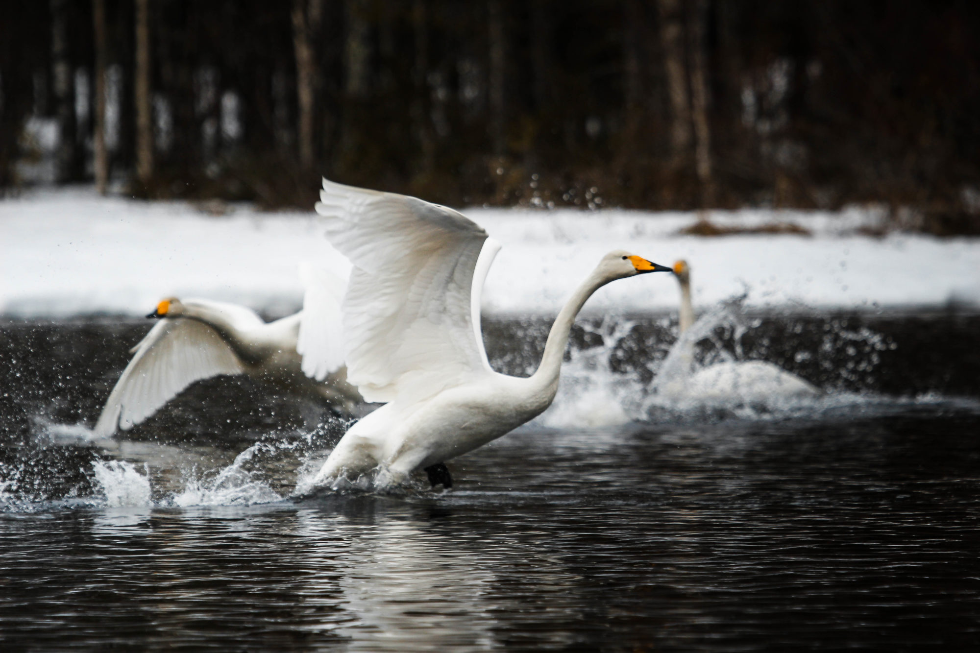 Valokuvaaja: Juho Sallinen