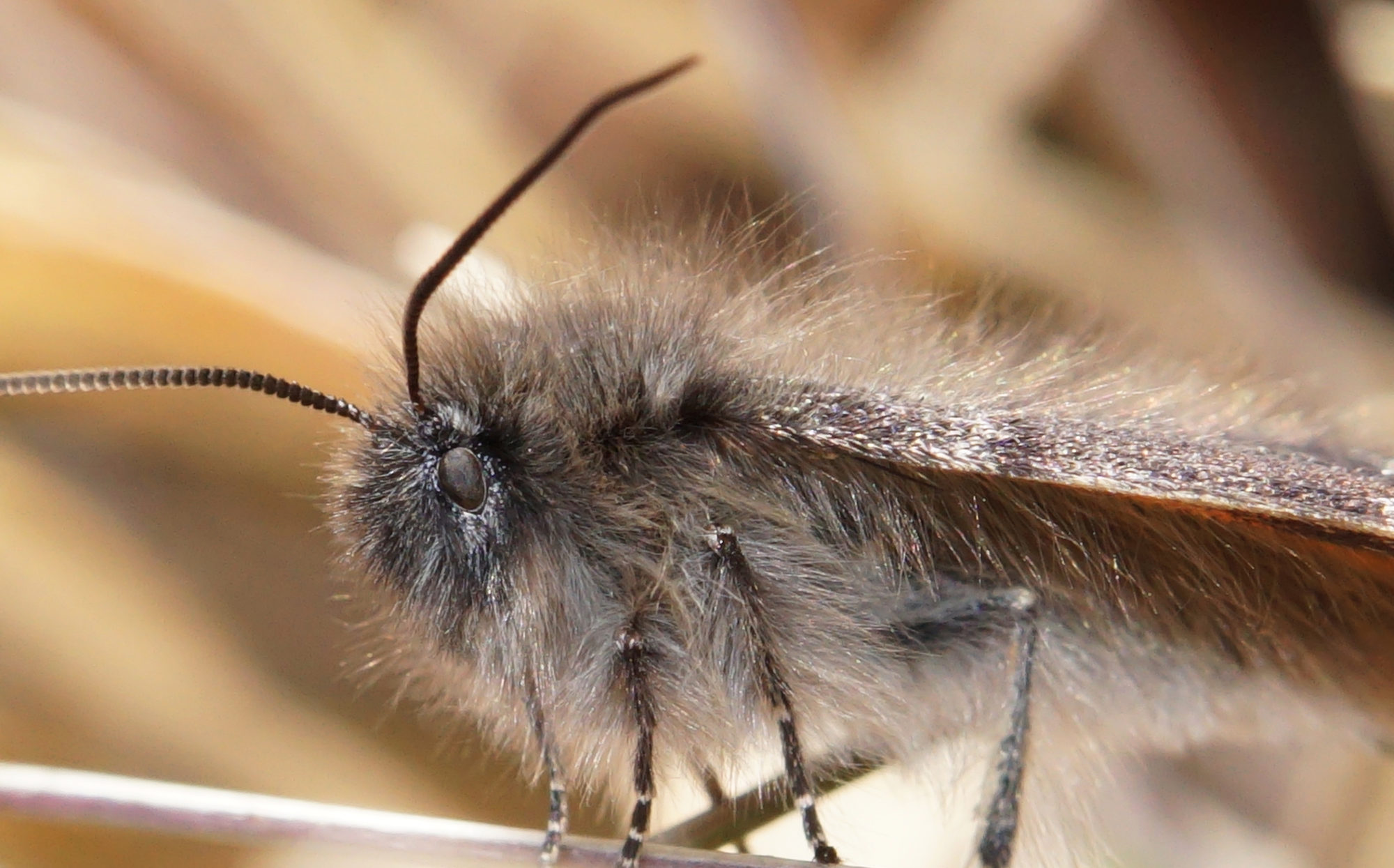 Valokuvaaja: Juhani Harkas