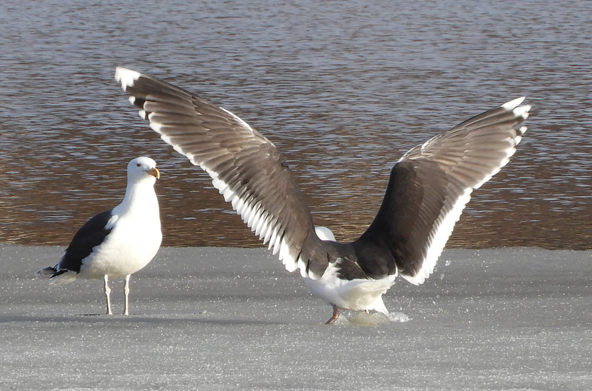 Valokuvaaja: Lissu Kaivolehto