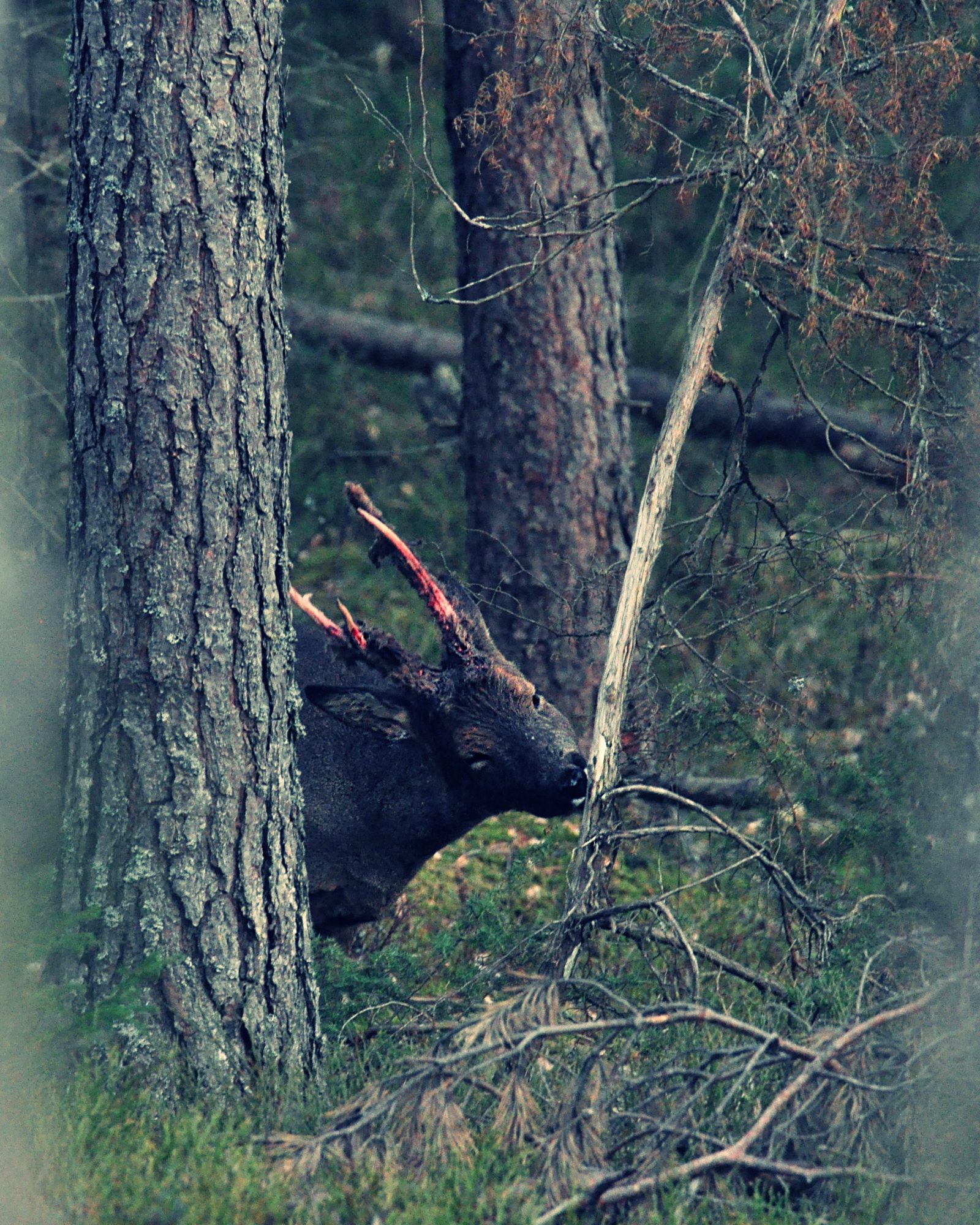 Valokuvaaja: Jenni Merilä