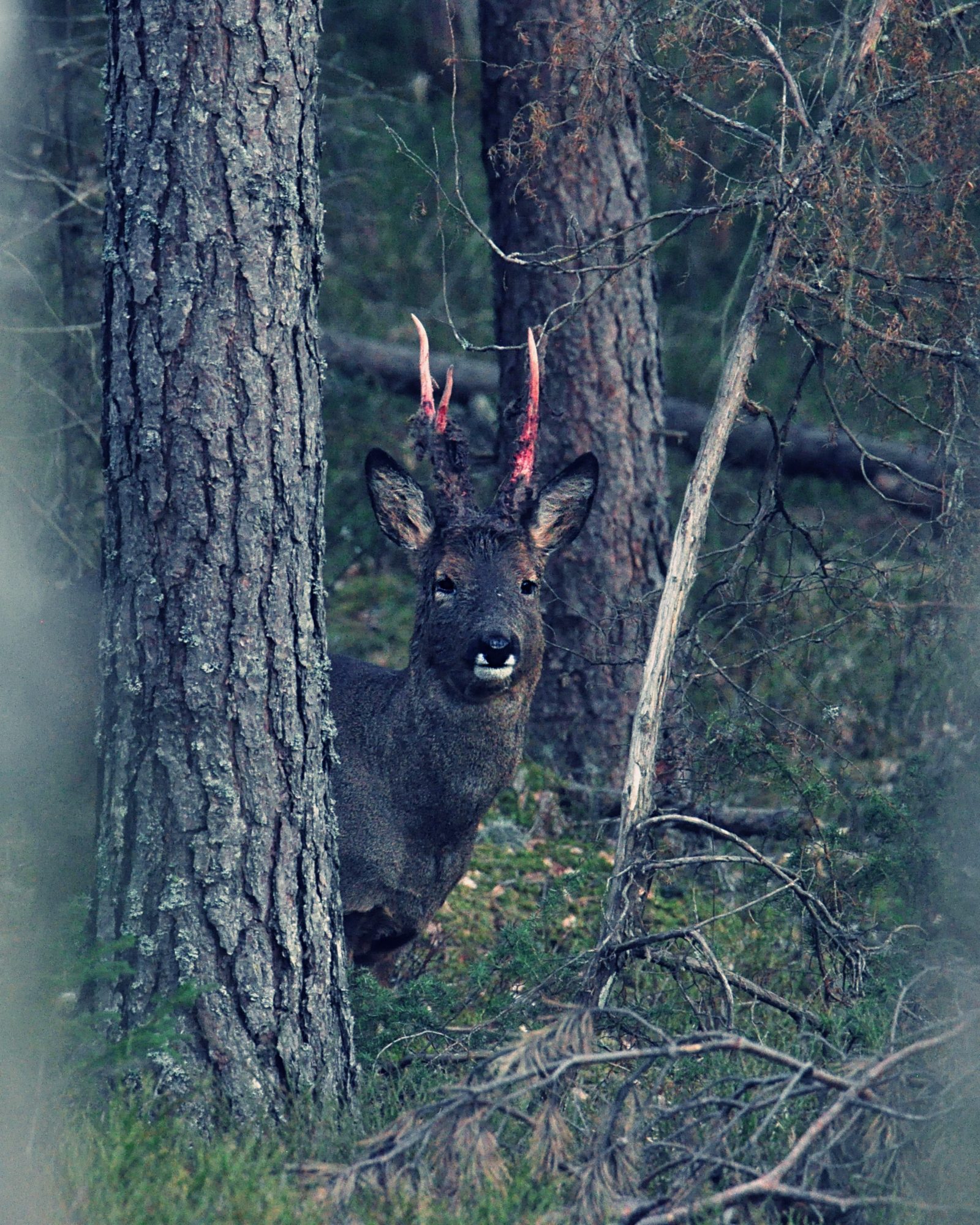 Valokuvaaja: Jenni Merilä