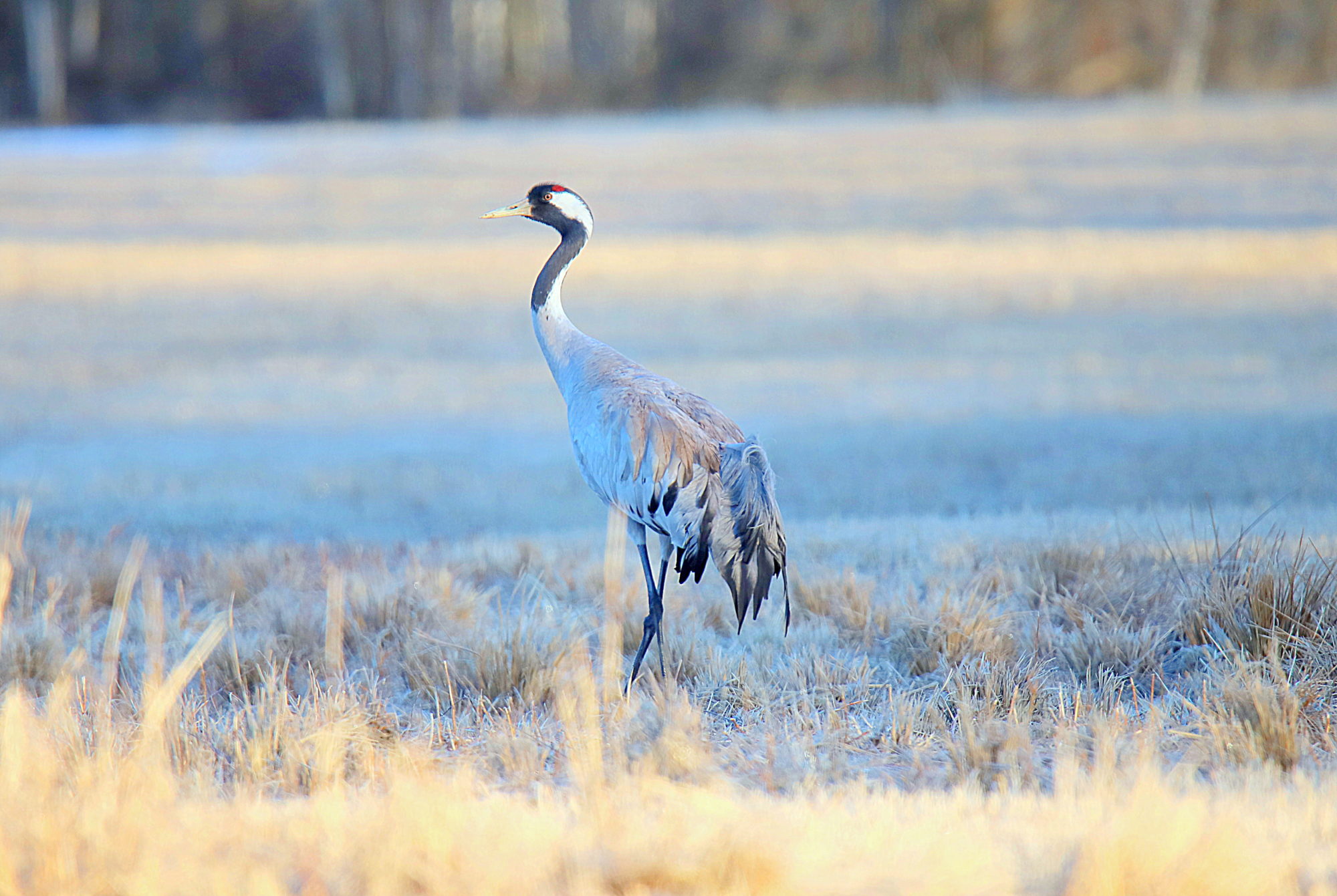 Valokuvaaja: sirpa jyske