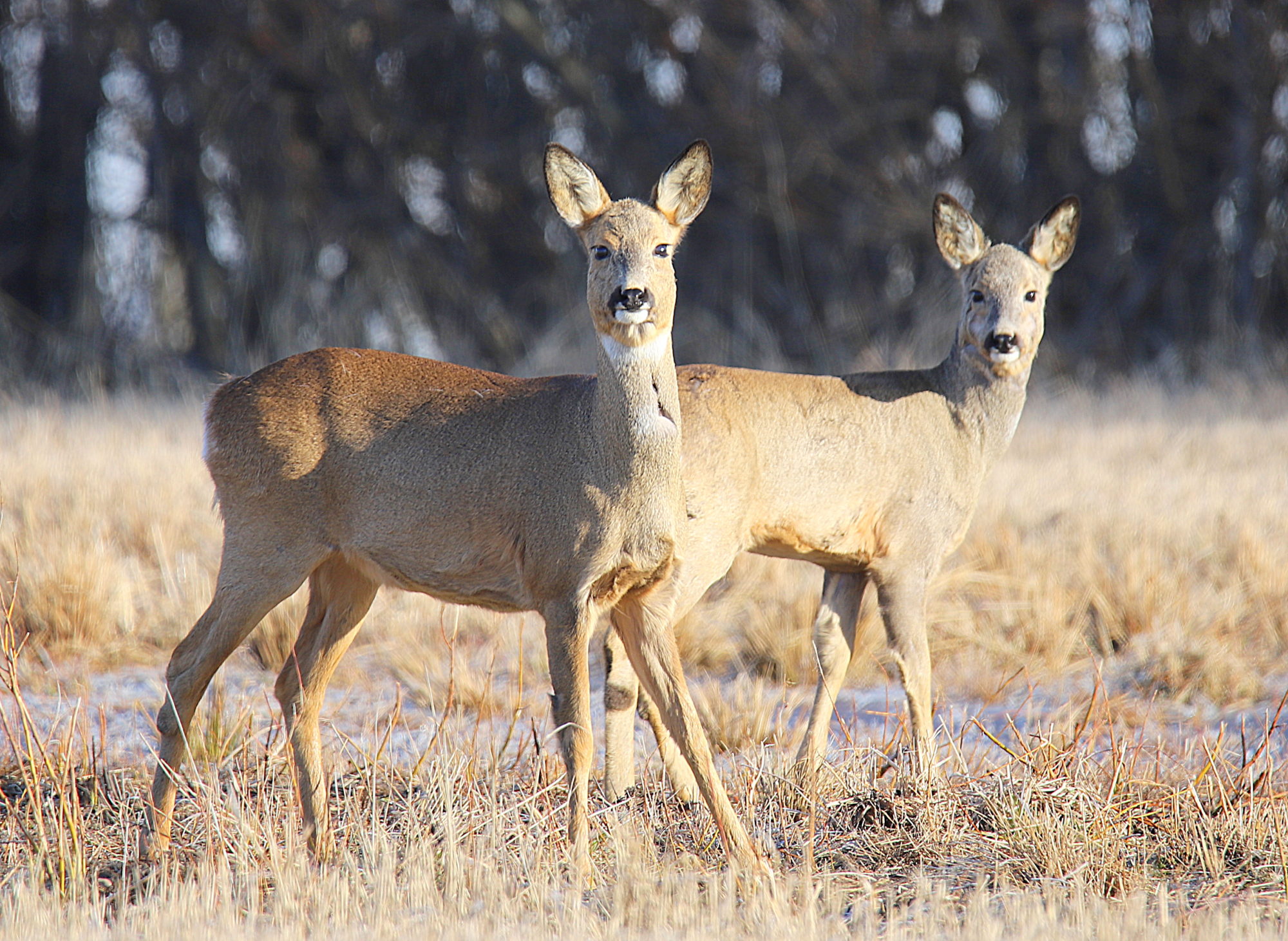 Valokuvaaja: sirpa jyske