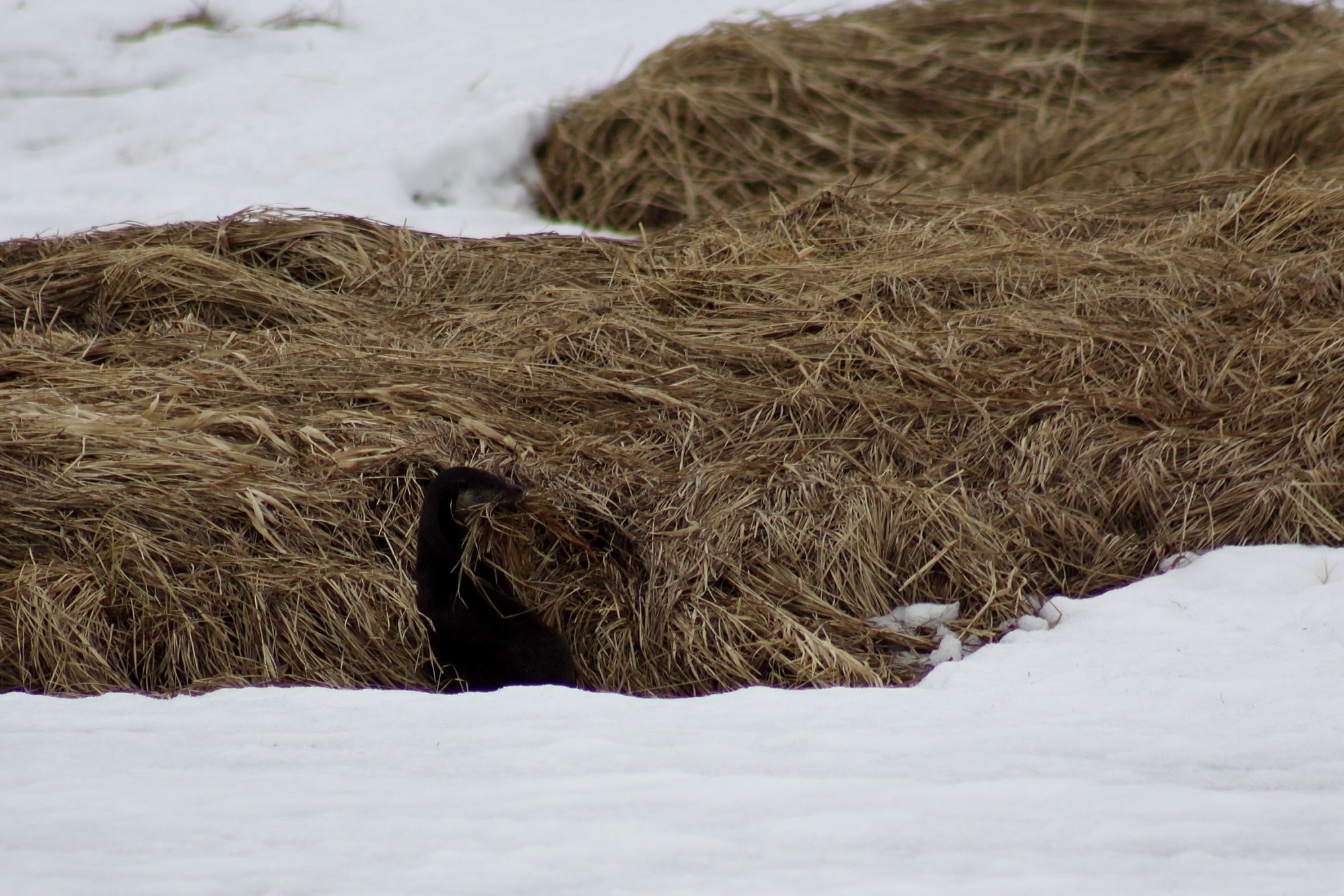 Valokuvaaja: Pirkko Siukonen