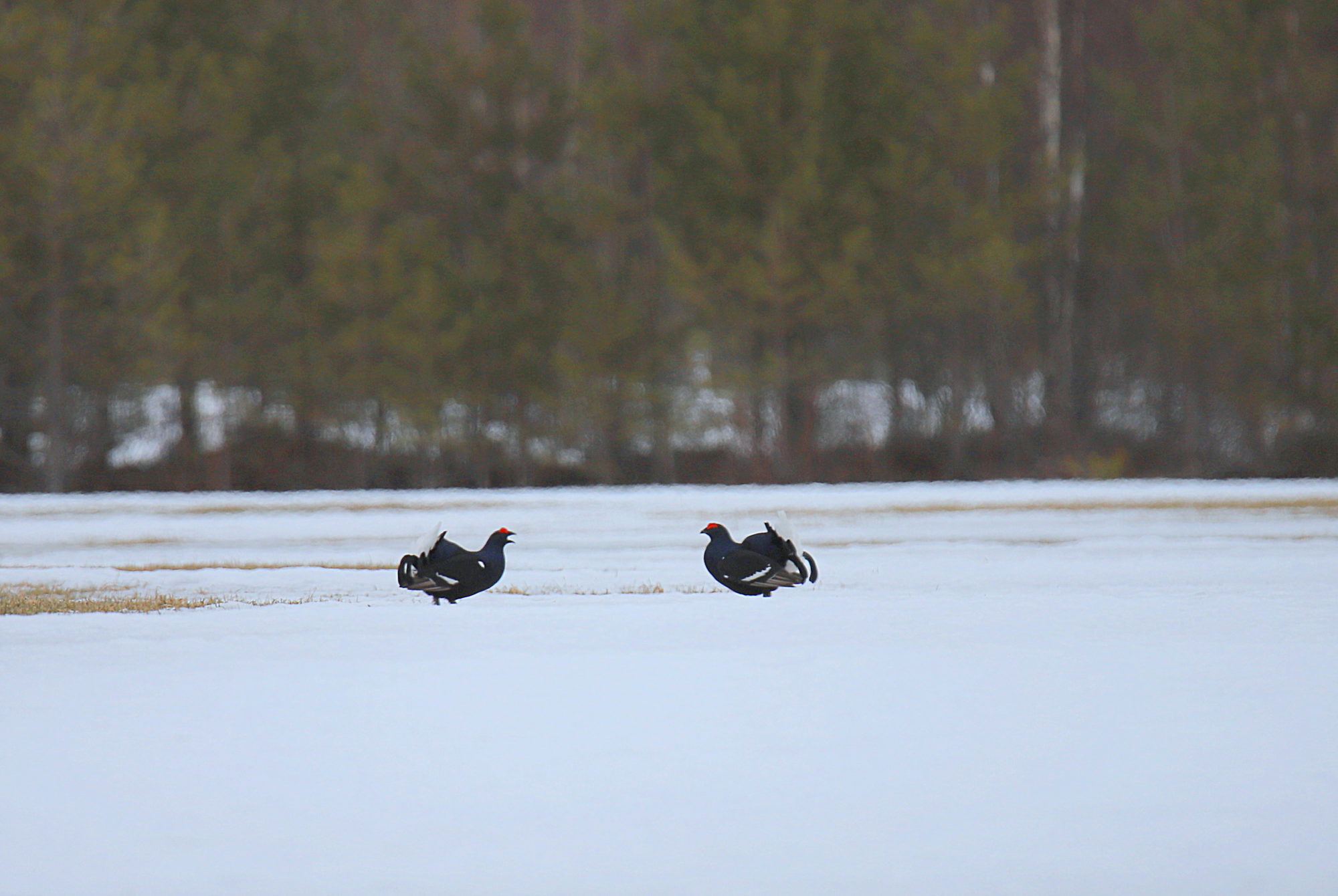 Valokuvaaja: sirpa jyske