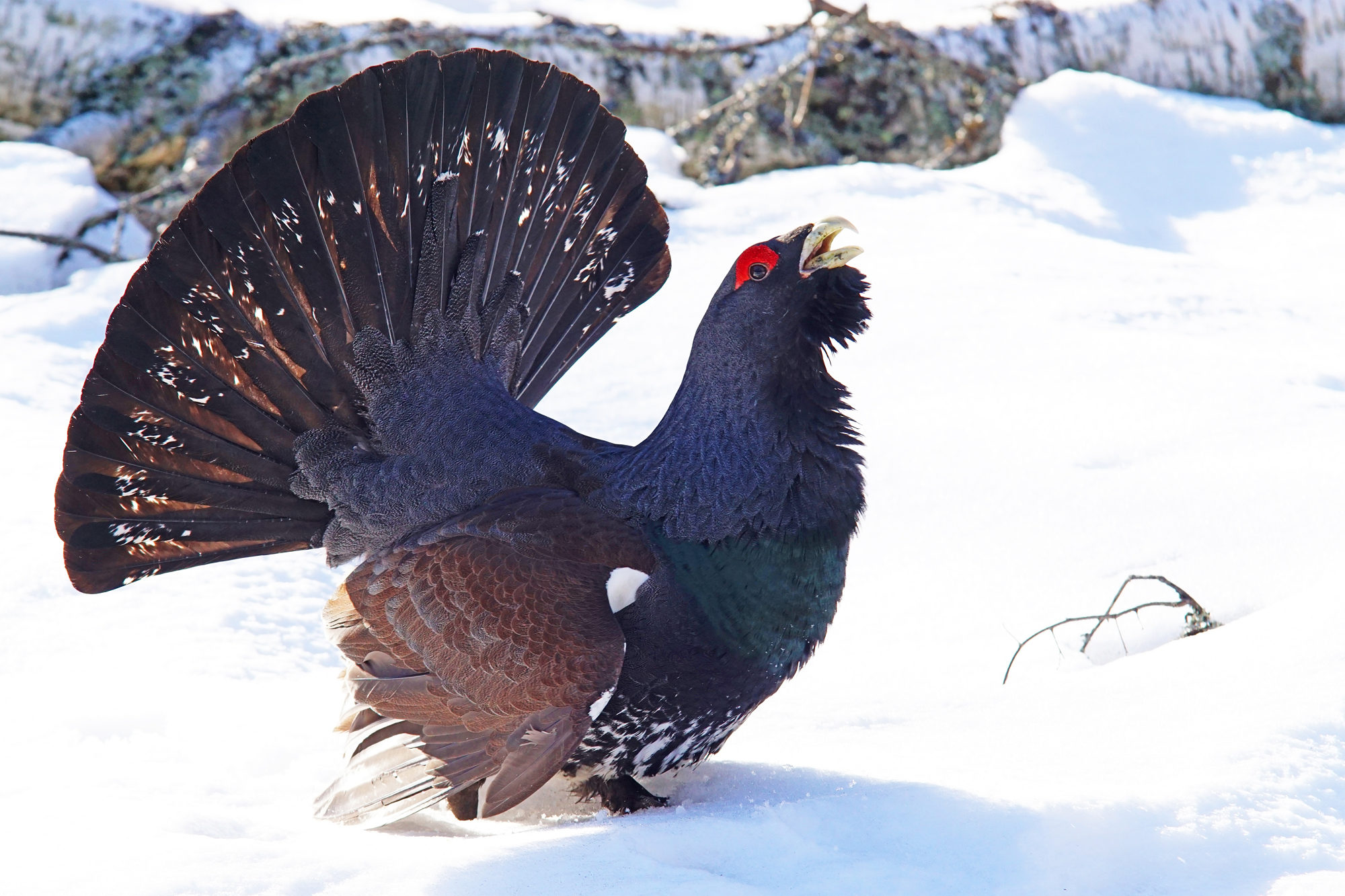 Valokuvaaja: Juhani Harkas