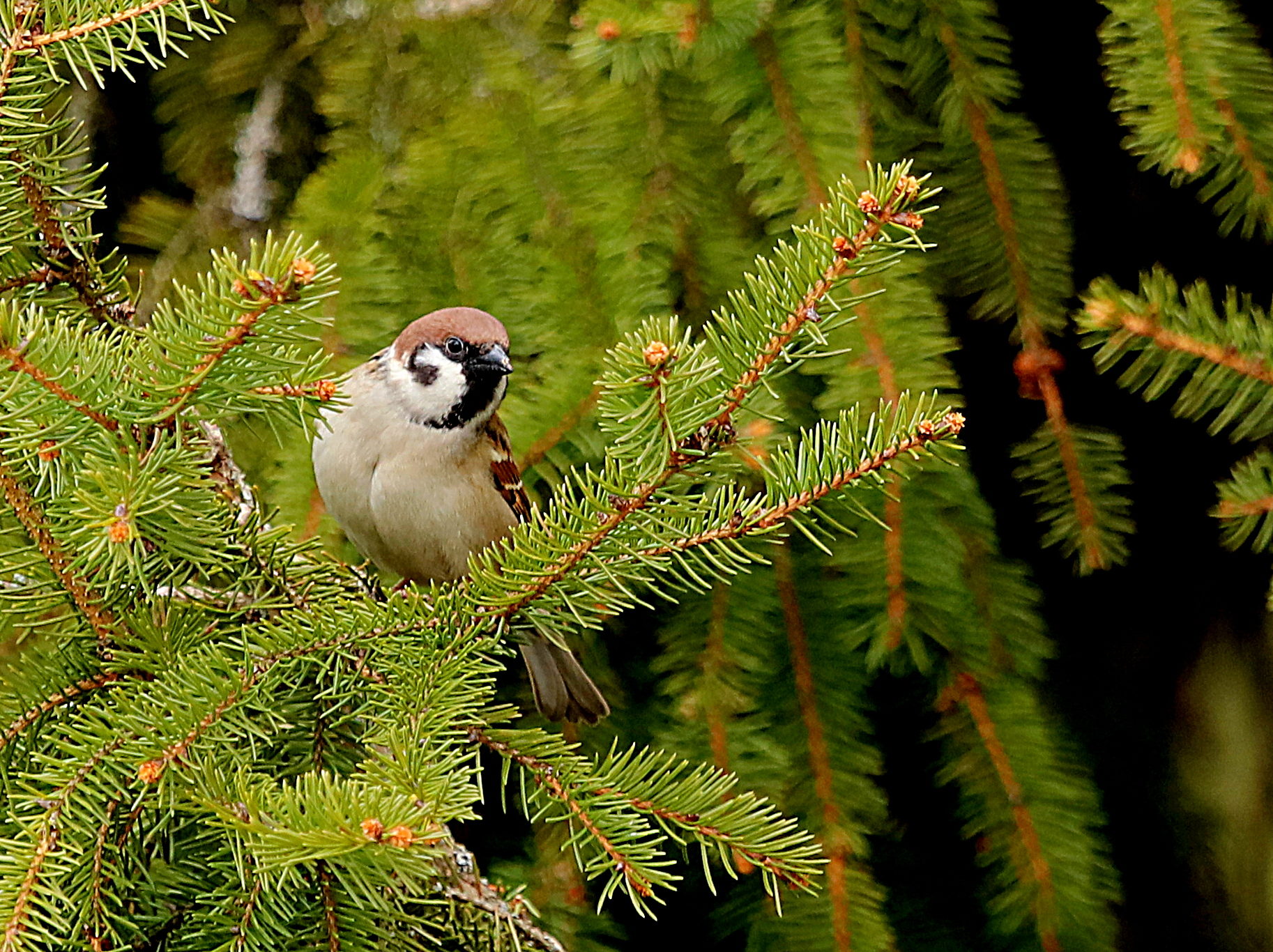 Valokuvaaja: sirpa jyske
