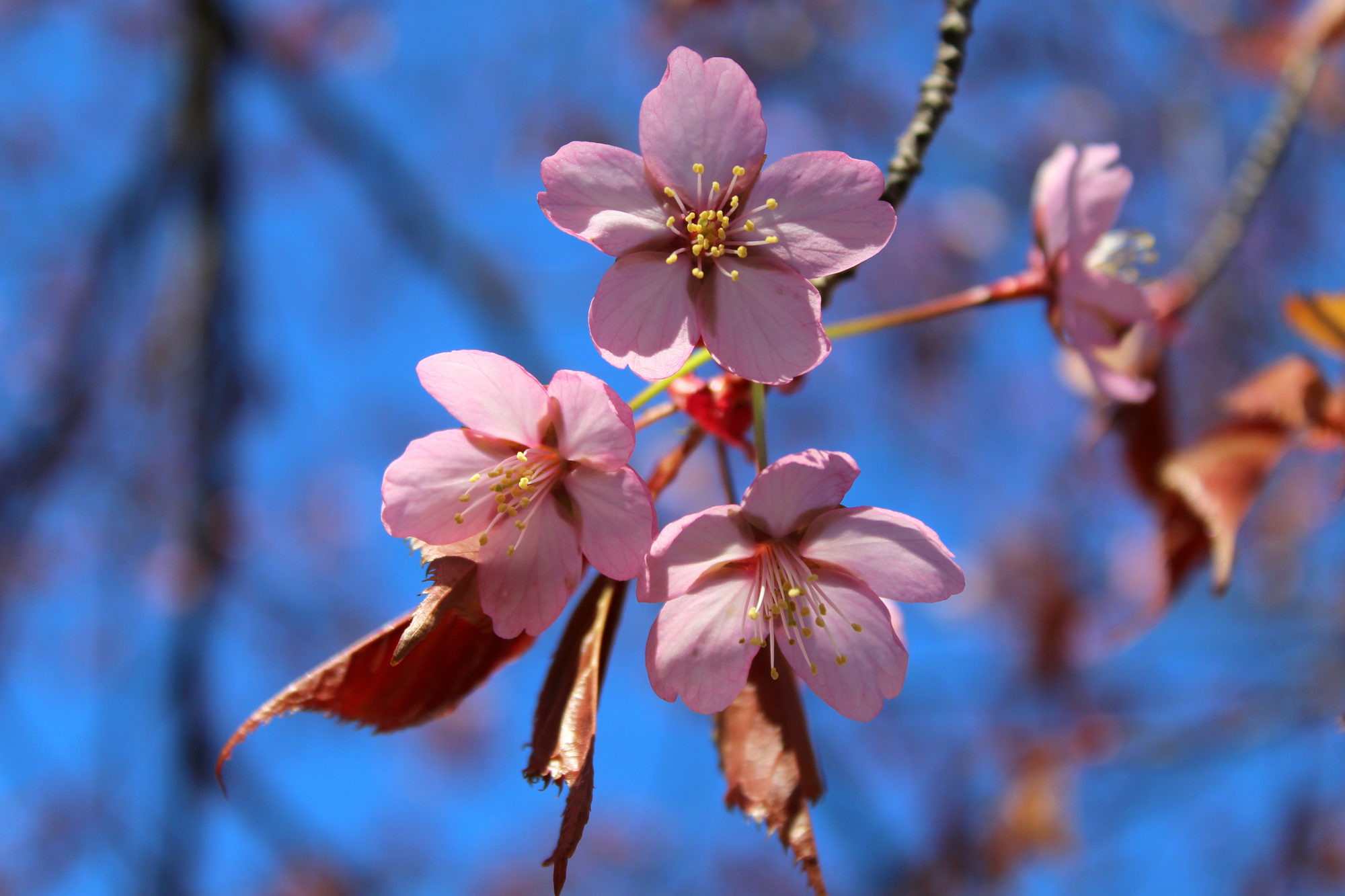 Valokuvaaja: Paula Savelius