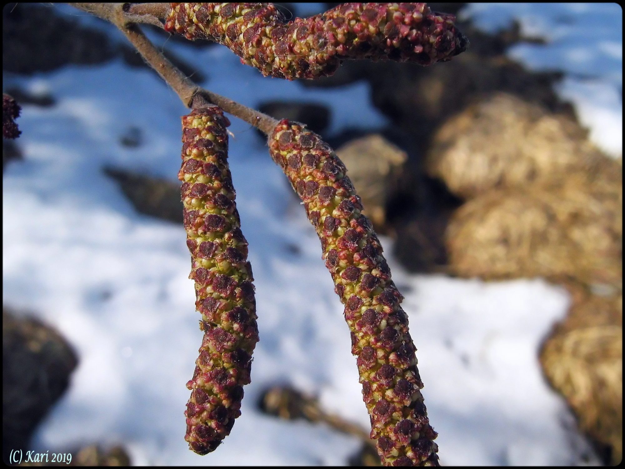 Valokuvaaja: Kari Saarinen