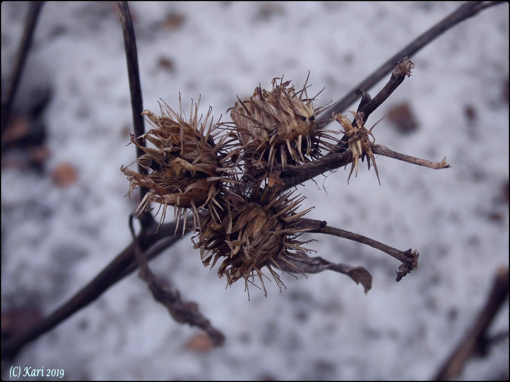 Valokuvaaja: Kari Saarinen