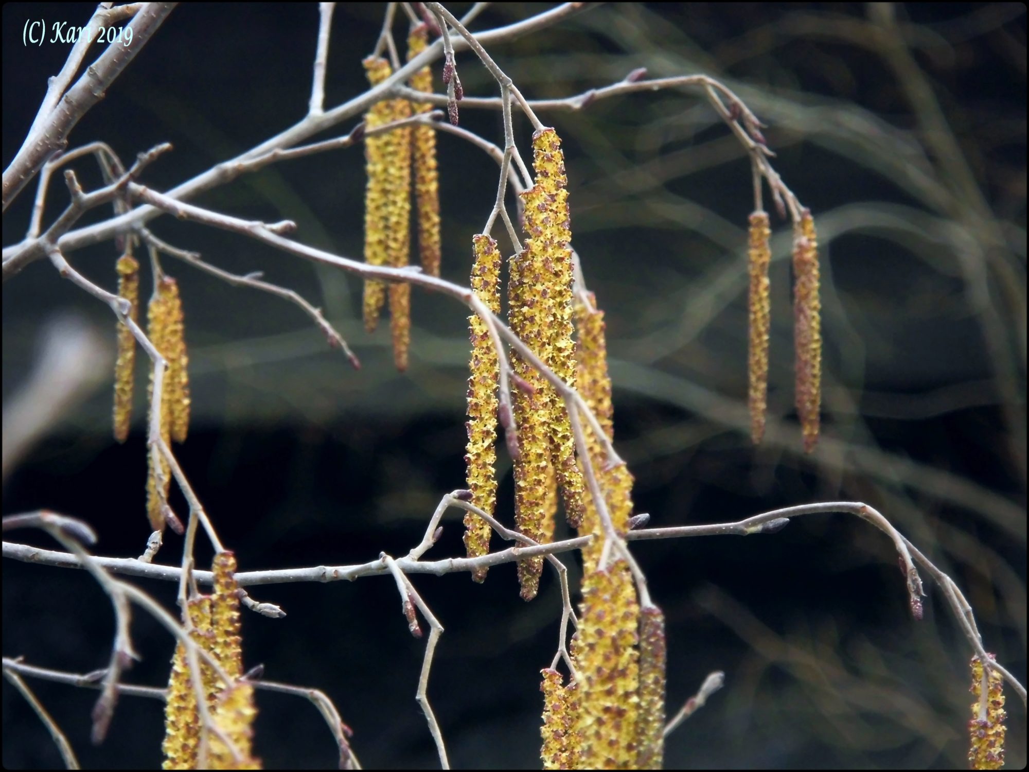 Valokuvaaja: Kari Saarinen