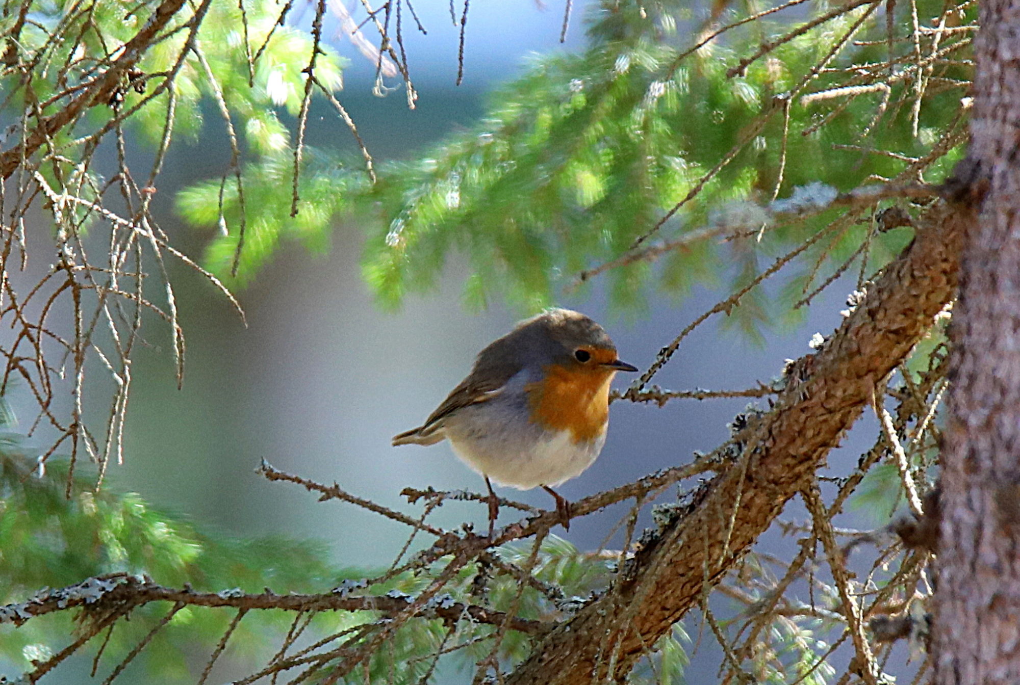 Valokuvaaja: sirpa jyske
