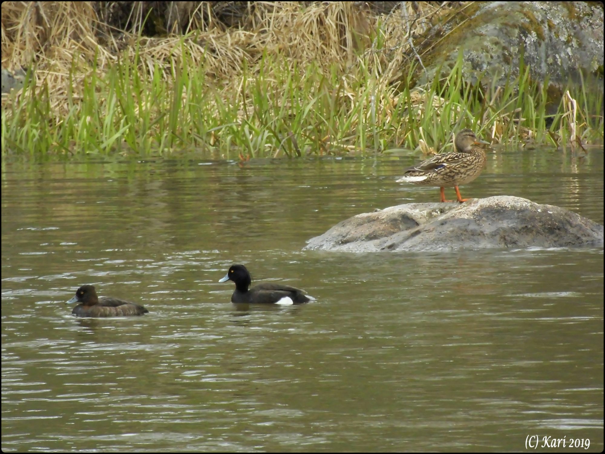 Valokuvaaja: Kari Saarinen