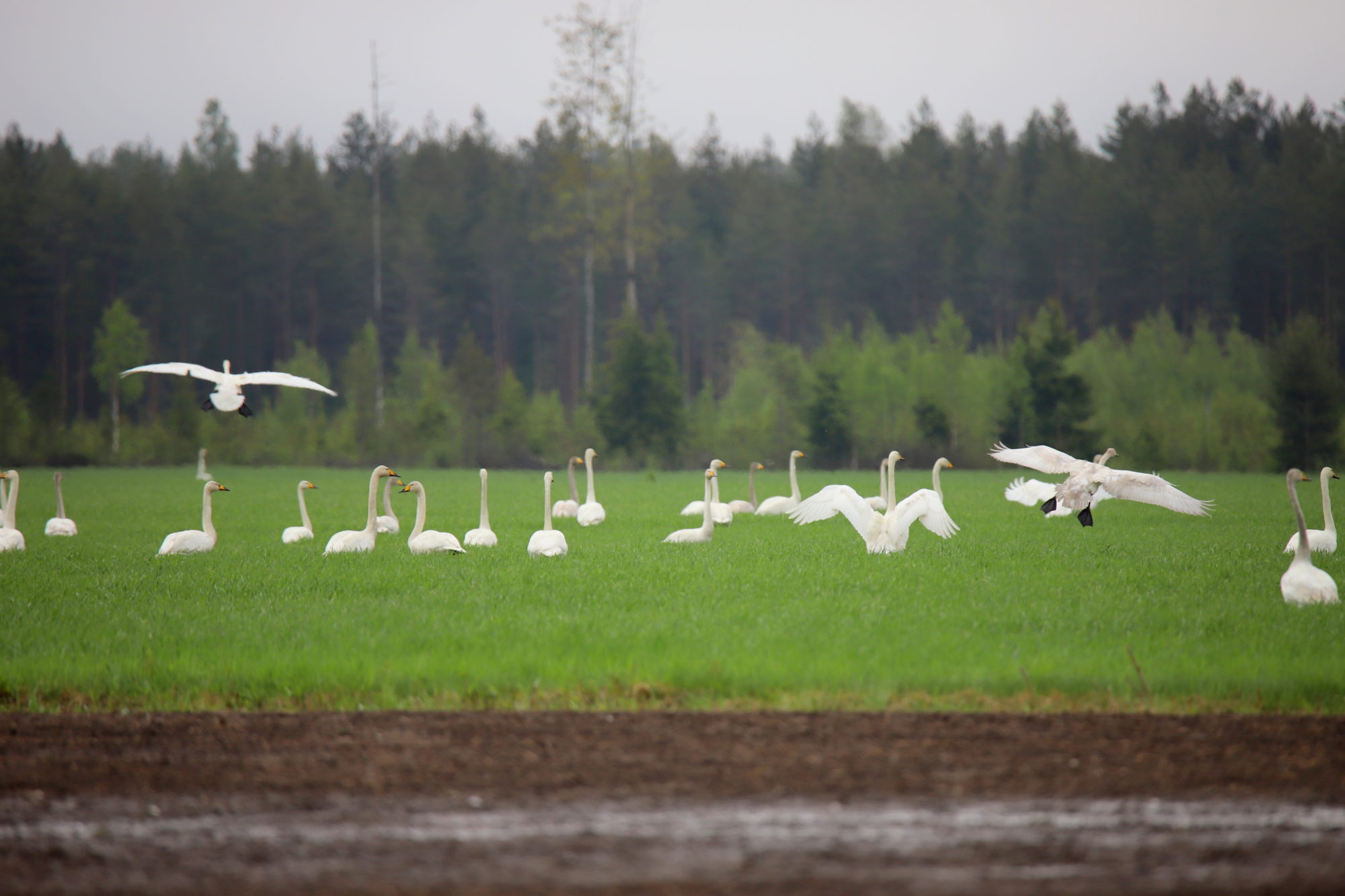 Valokuvaaja: sirpa jyske
