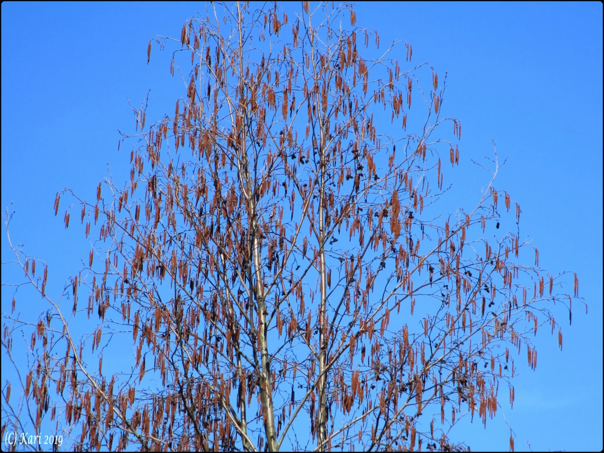 Valokuvaaja: Kari Saarinen