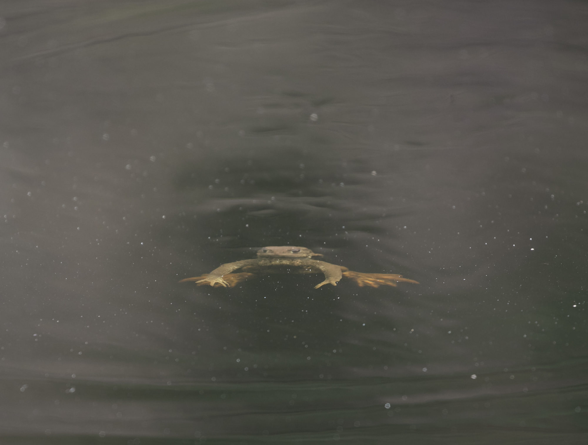 Valokuvaaja: Anne Patana Valokuvaaja: Anne Patana