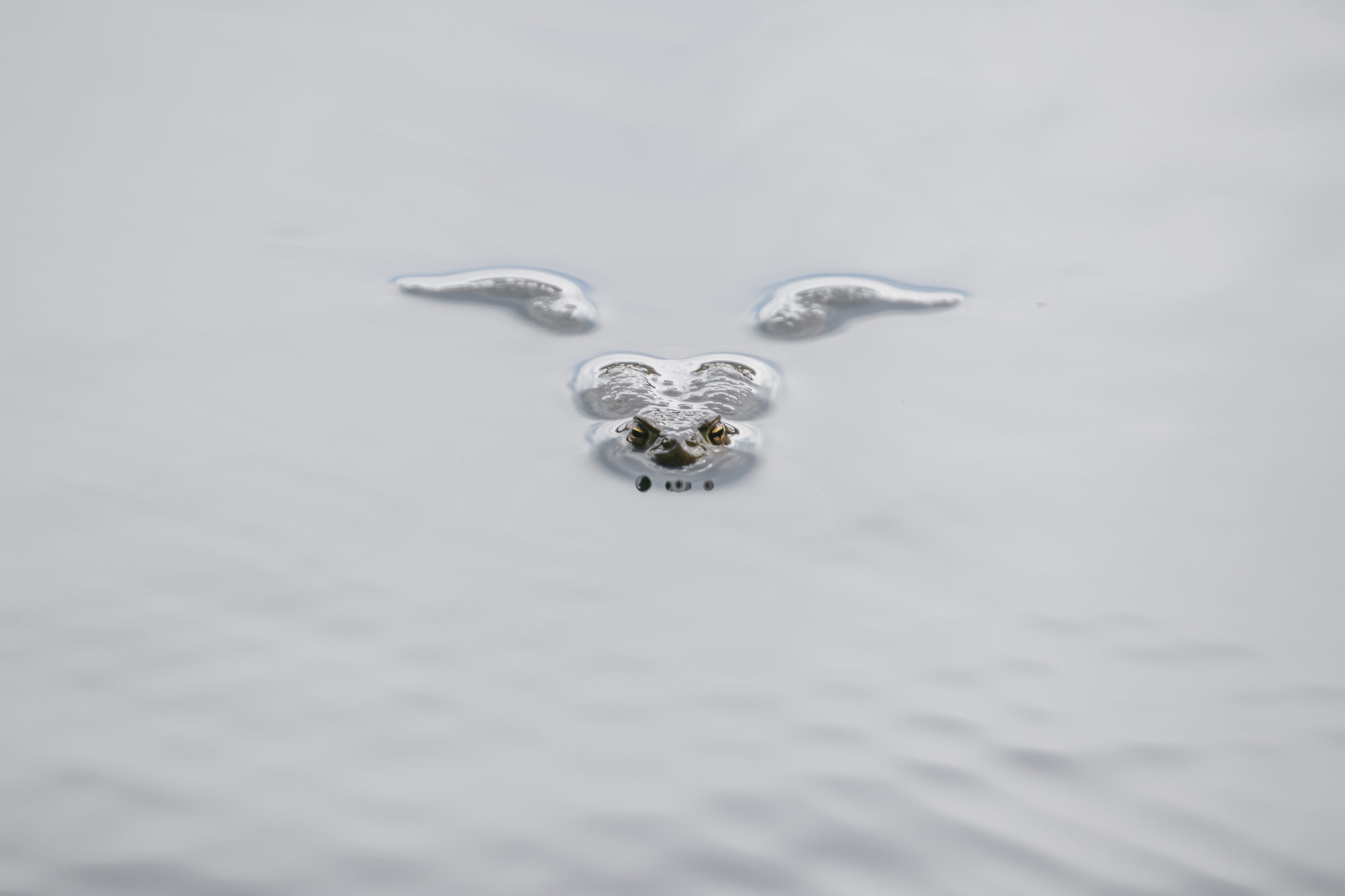 Valokuvaaja: Anne Patana