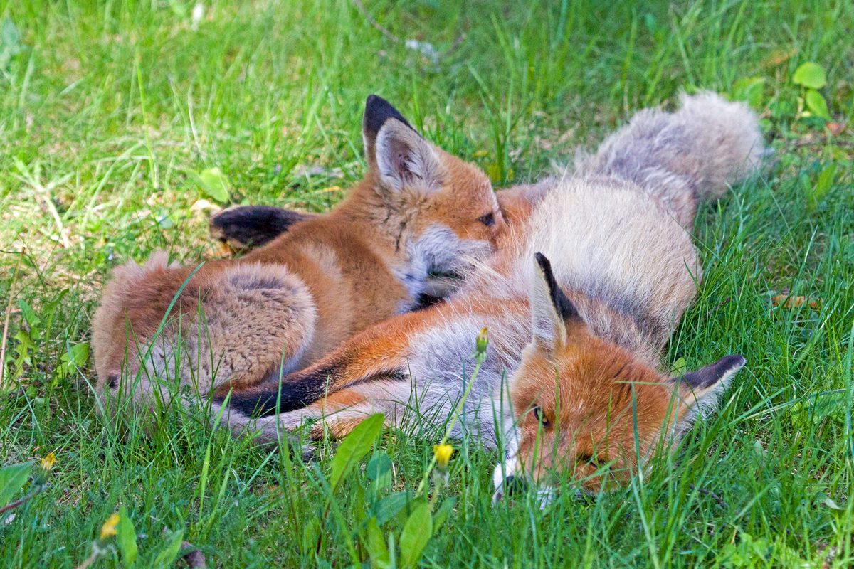 Valokuvaaja: Anna-Liisa Pirhonen