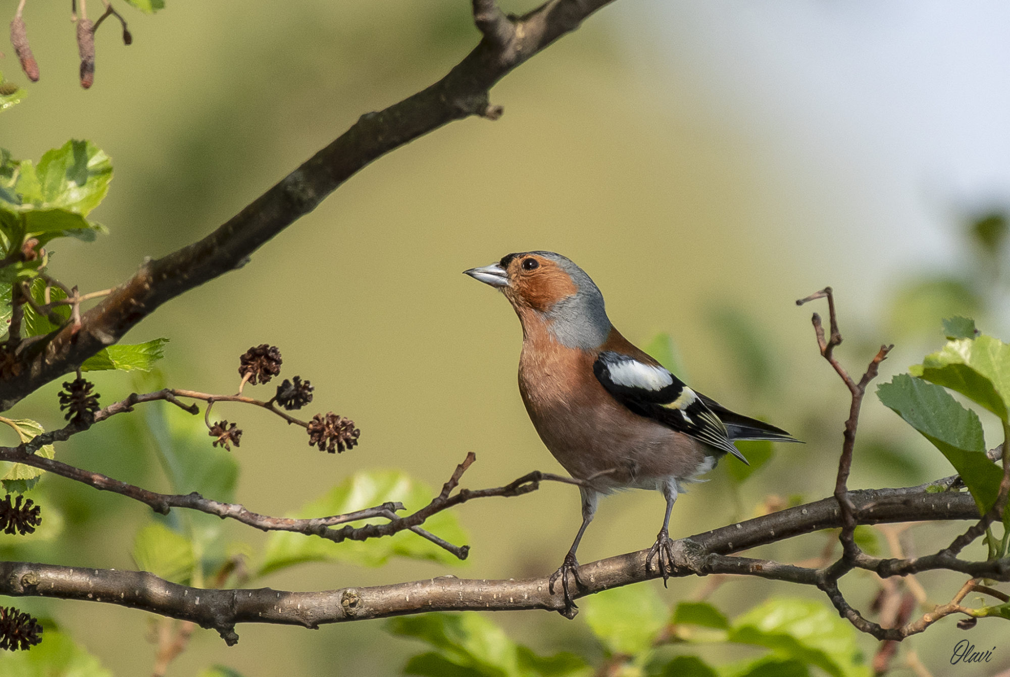 Valokuvaaja: Olavi Kangas