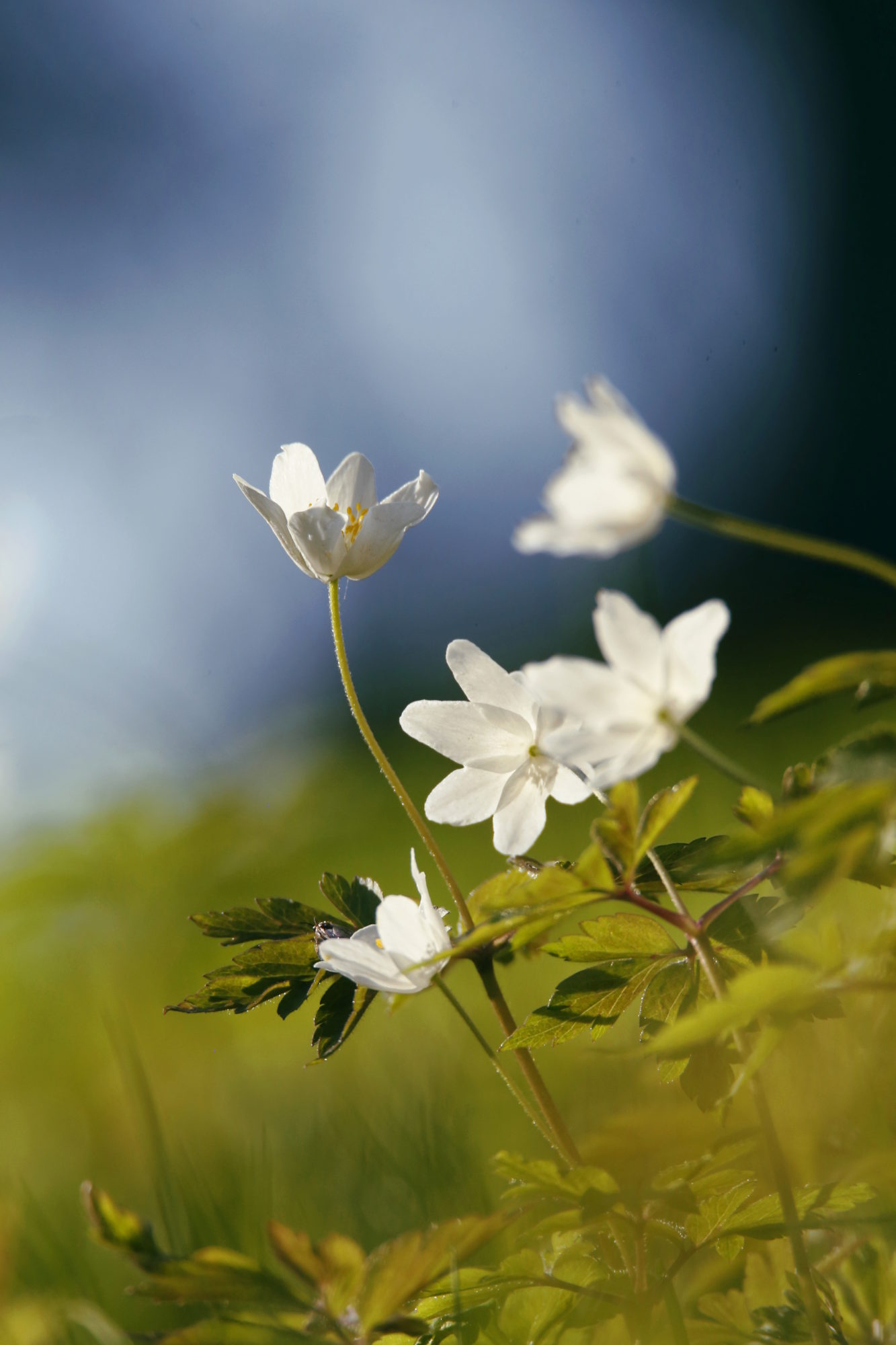 Valokuvaaja: Anne Jääskeläinen Valokuvaaja: Anne Jääskeläinen