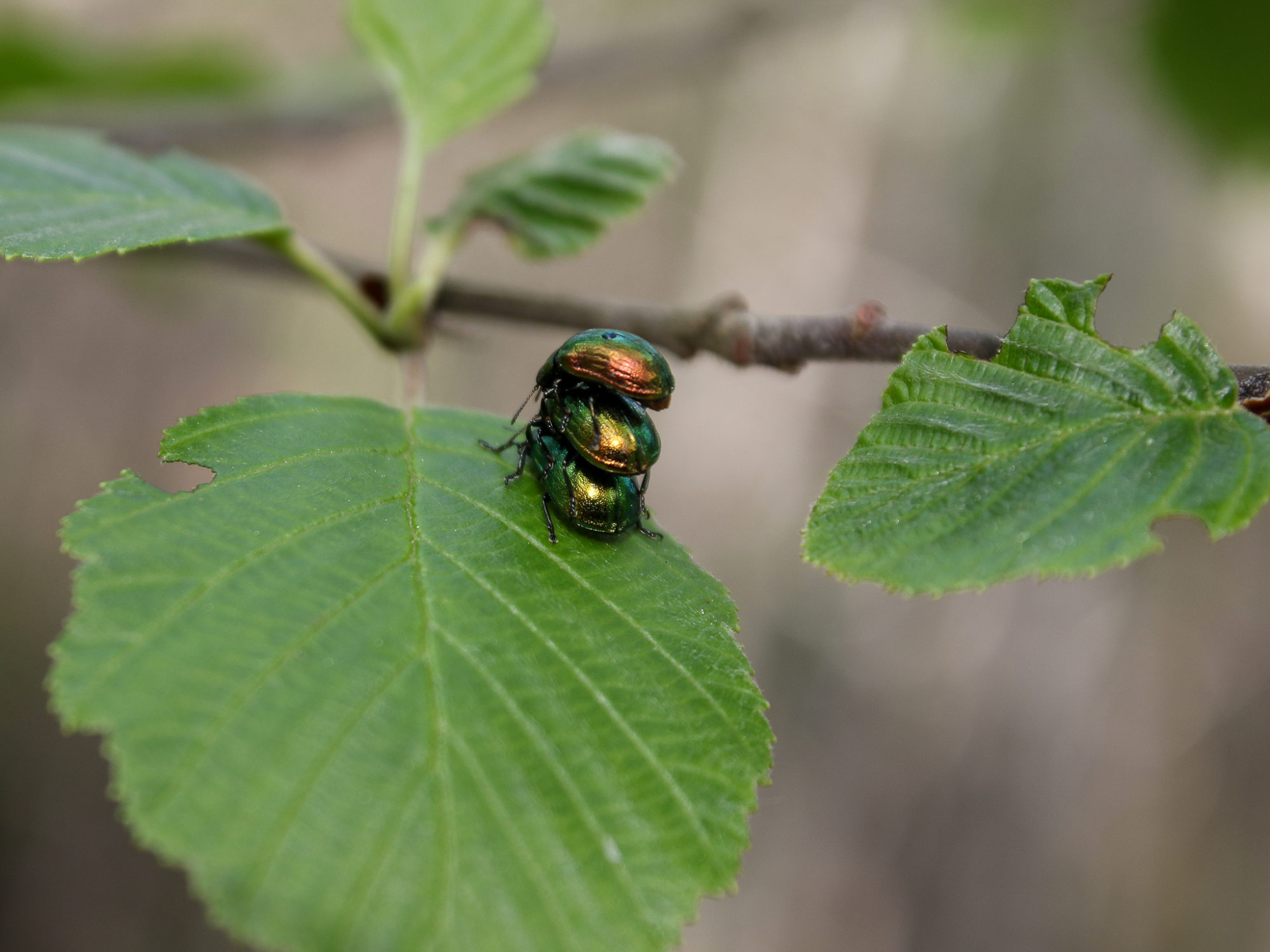 Valokuvaaja: Teija Ruuhola