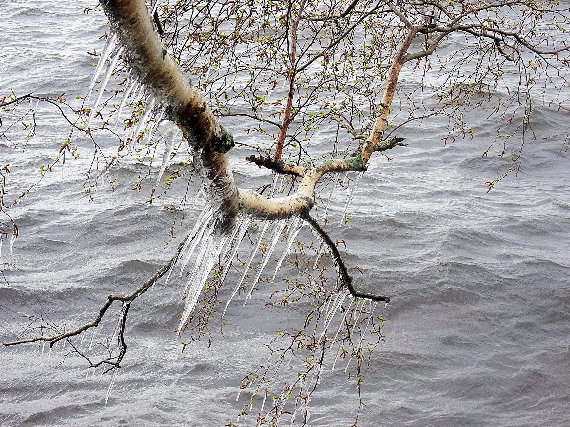 Valokuvaaja: Irja Lehtinen