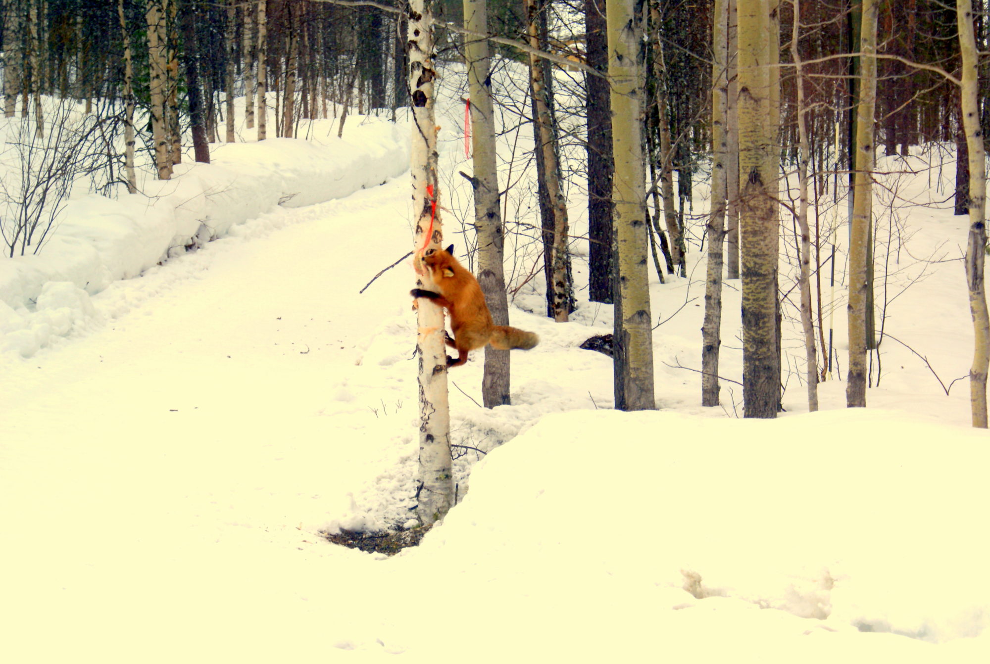 Valokuvaaja: Asko Siirtola