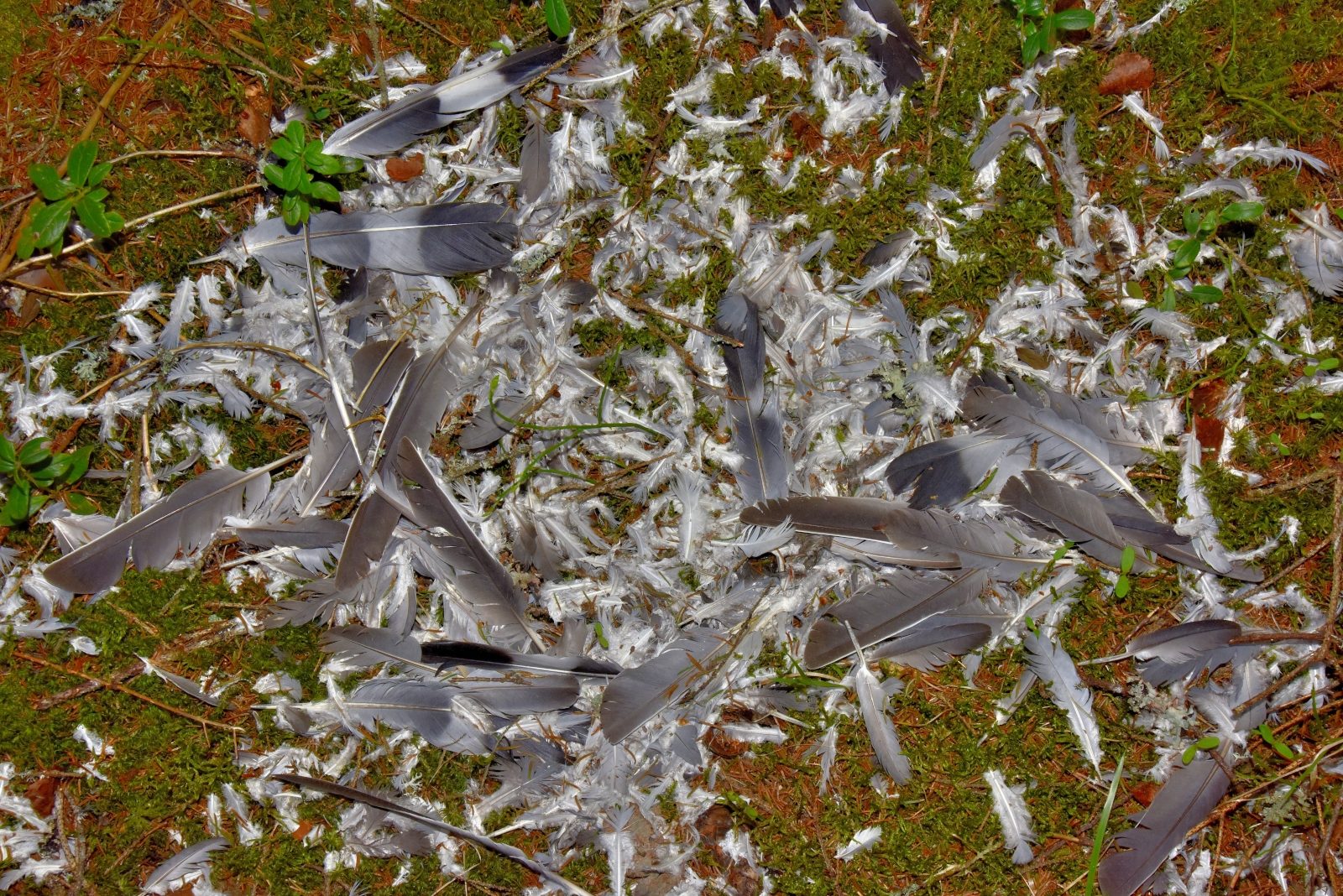 Valokuvaaja: Reijo Juurinen