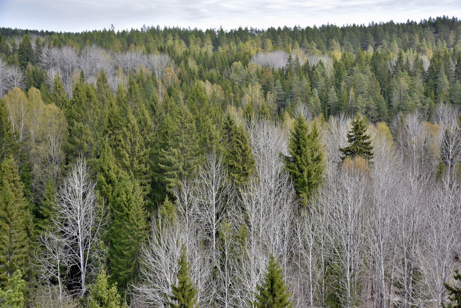 Valokuvaaja: Reijo Juurinen