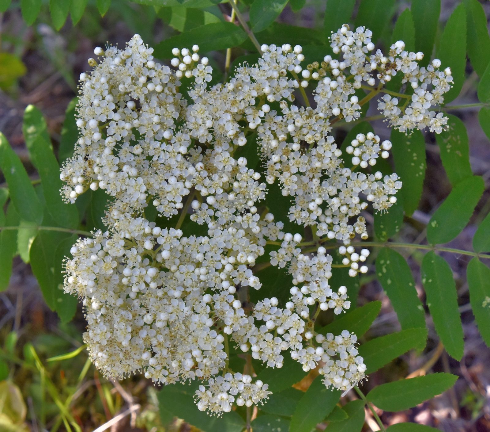 Valokuvaaja: Reijo Juurinen