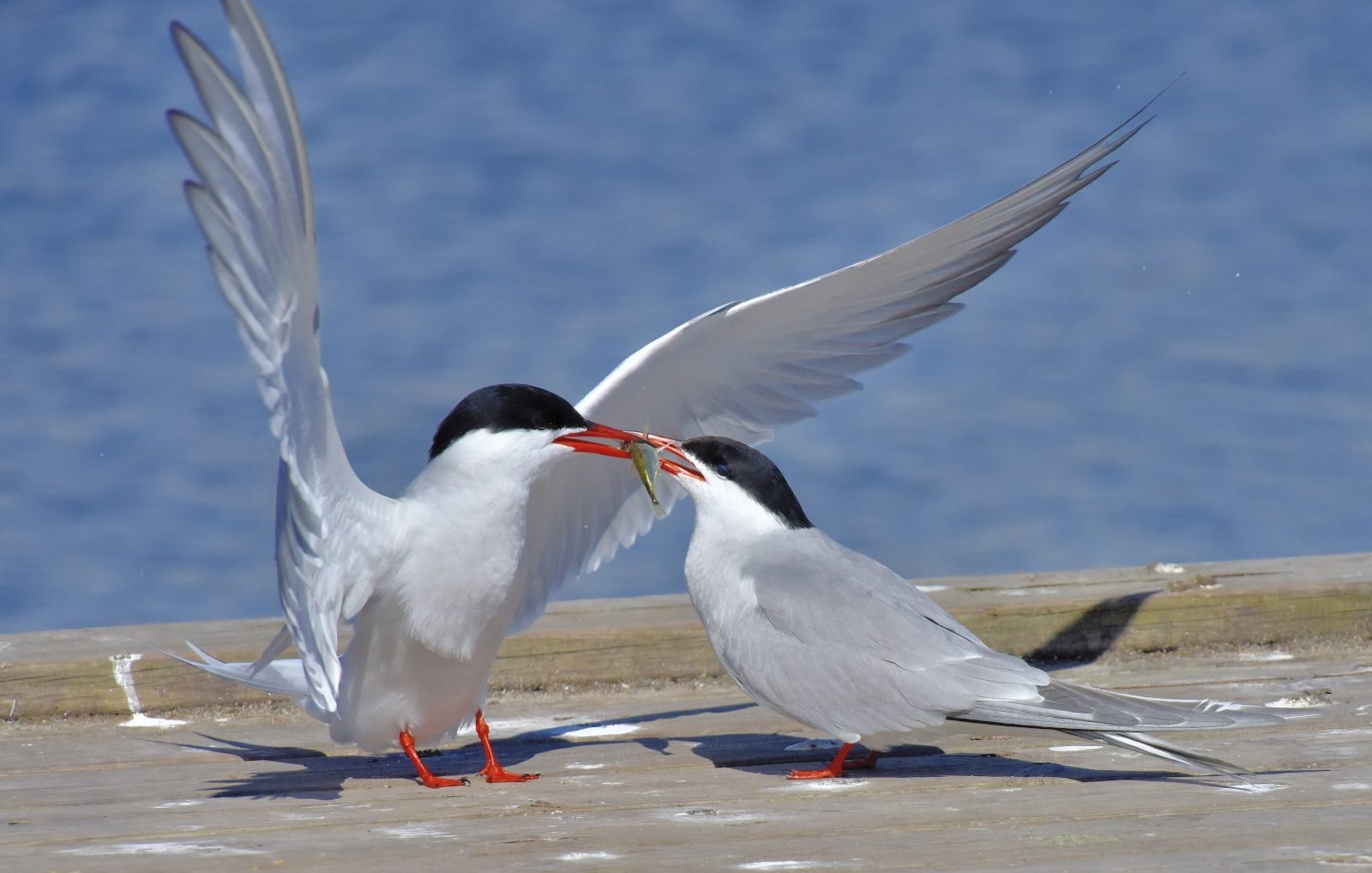 Valokuvaaja: Reijo Juurinen