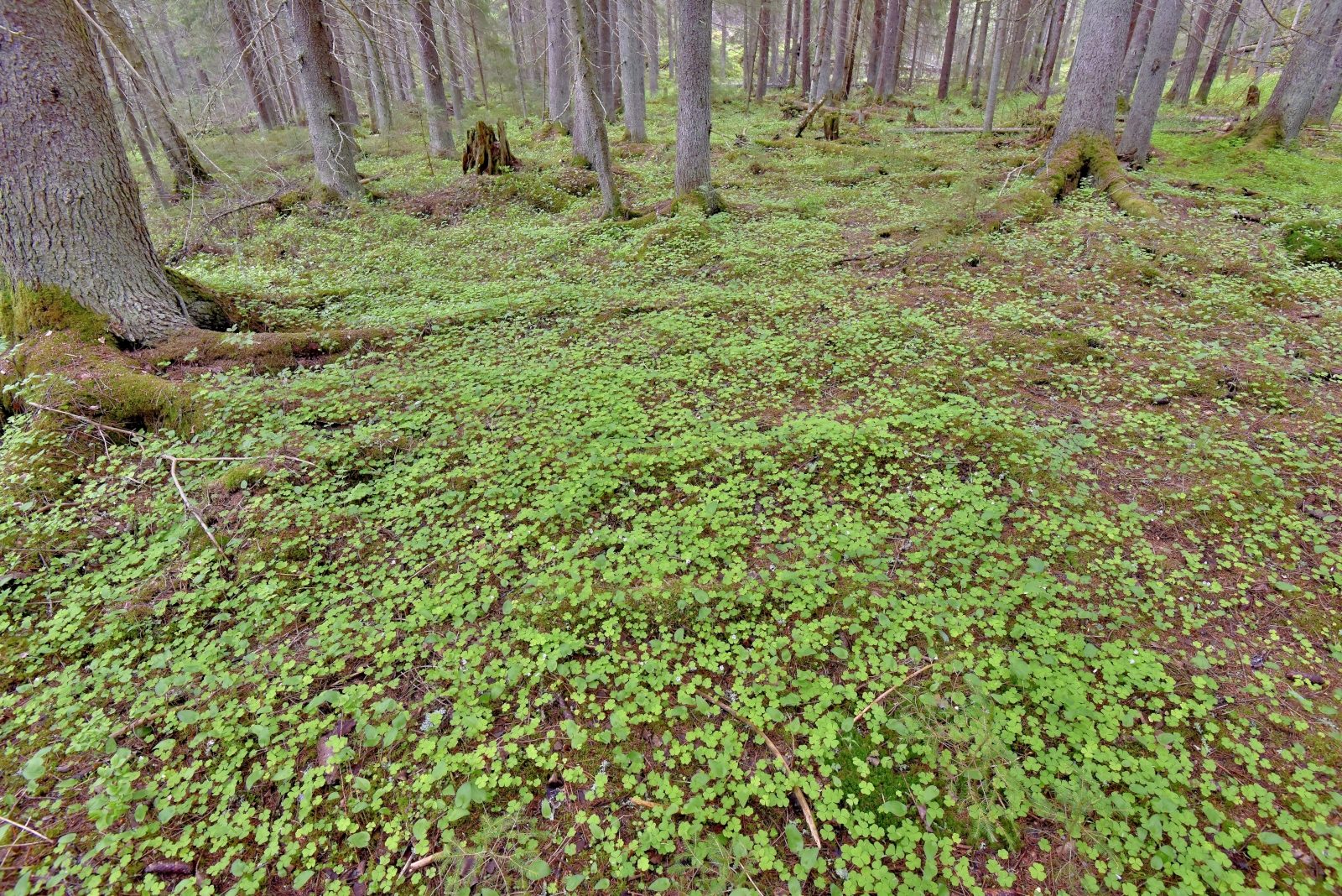 Valokuvaaja: Reijo Juurinen