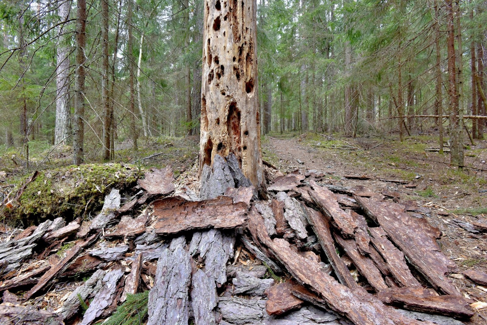 Valokuvaaja: Reijo Juurinen